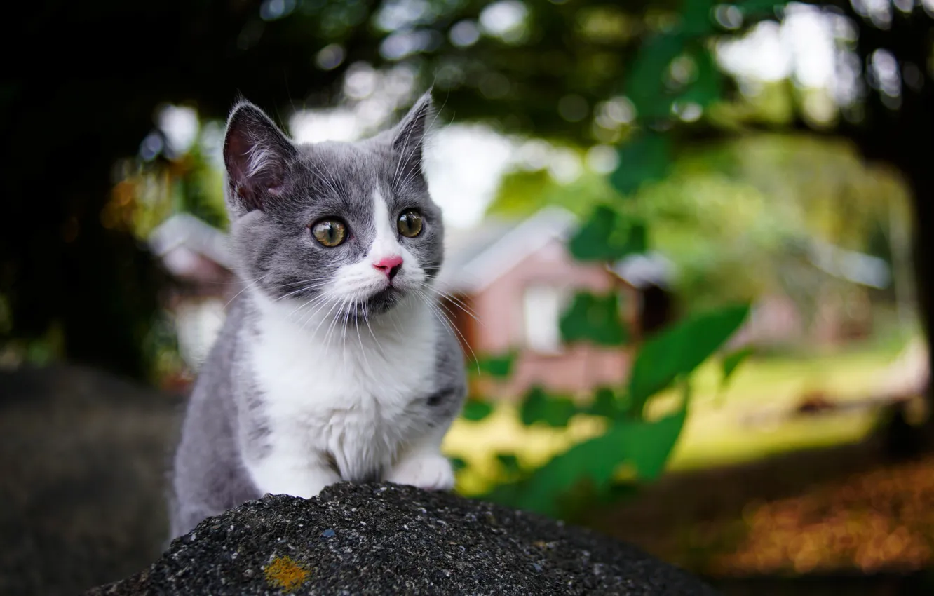 Photo wallpaper kitty, background, cute