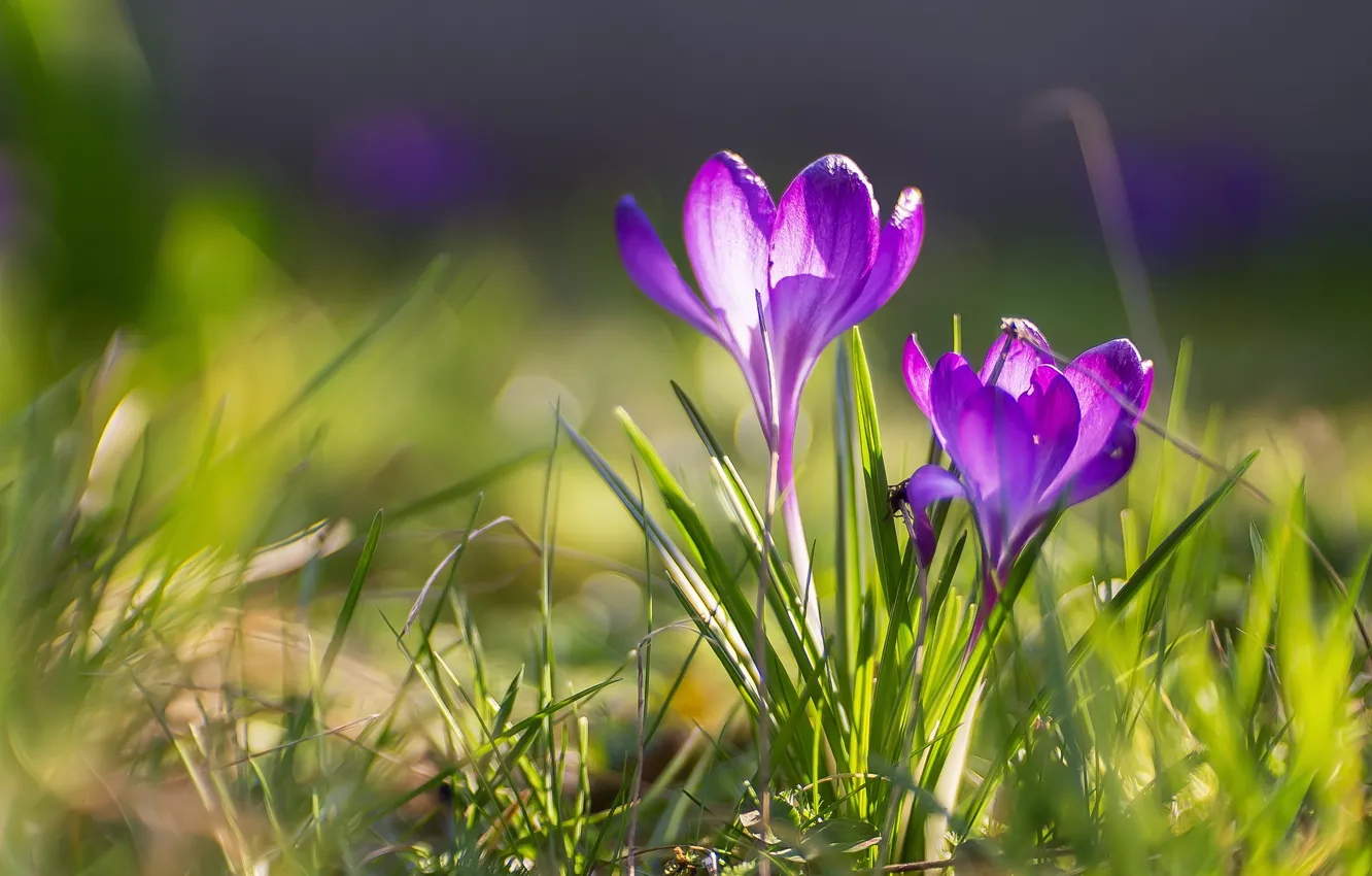 Photo wallpaper spring, crocuses, bokeh