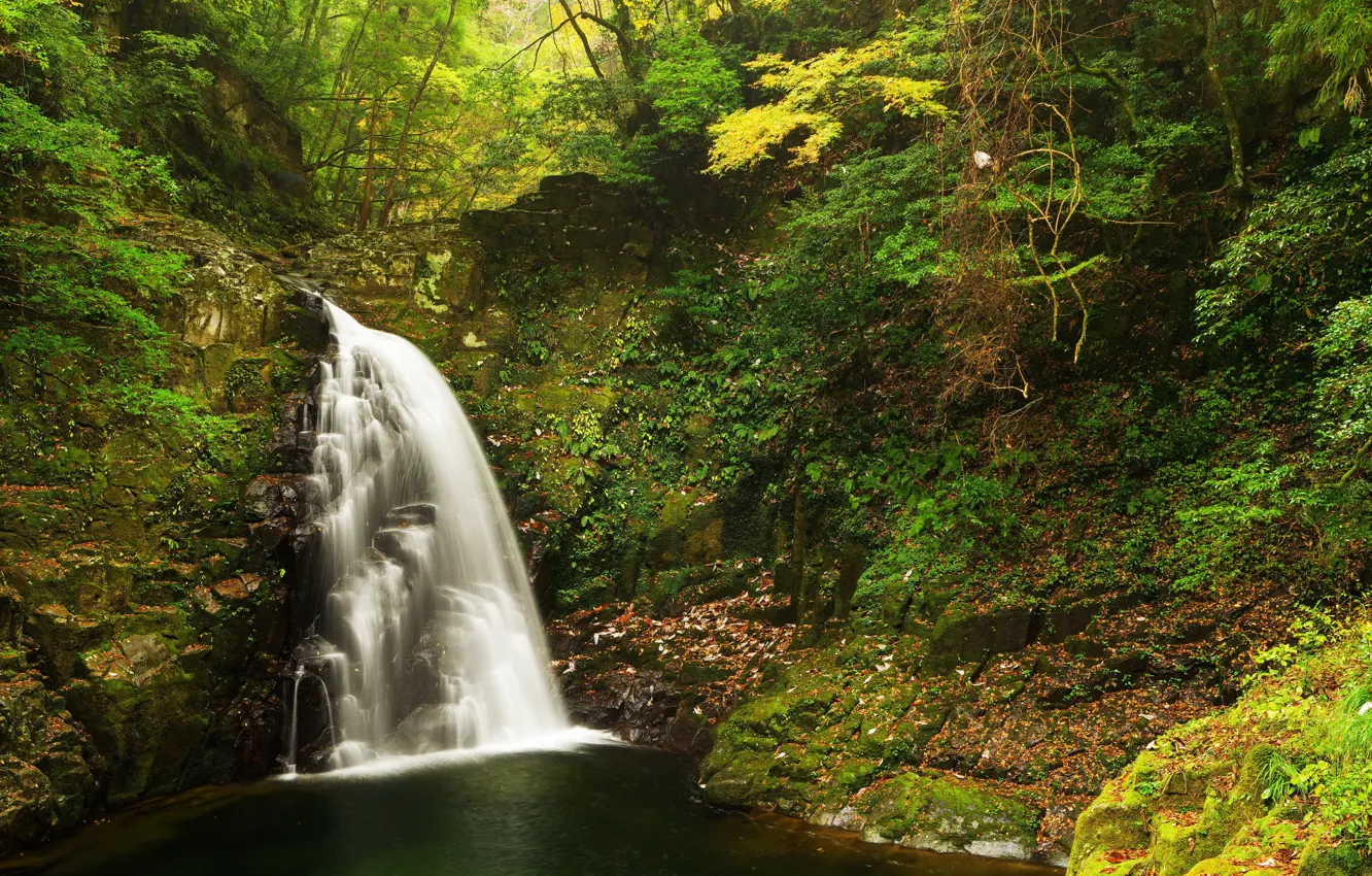 Photo wallpaper forest, leaves, trees, Park, stones, waterfall, moss, the bushes