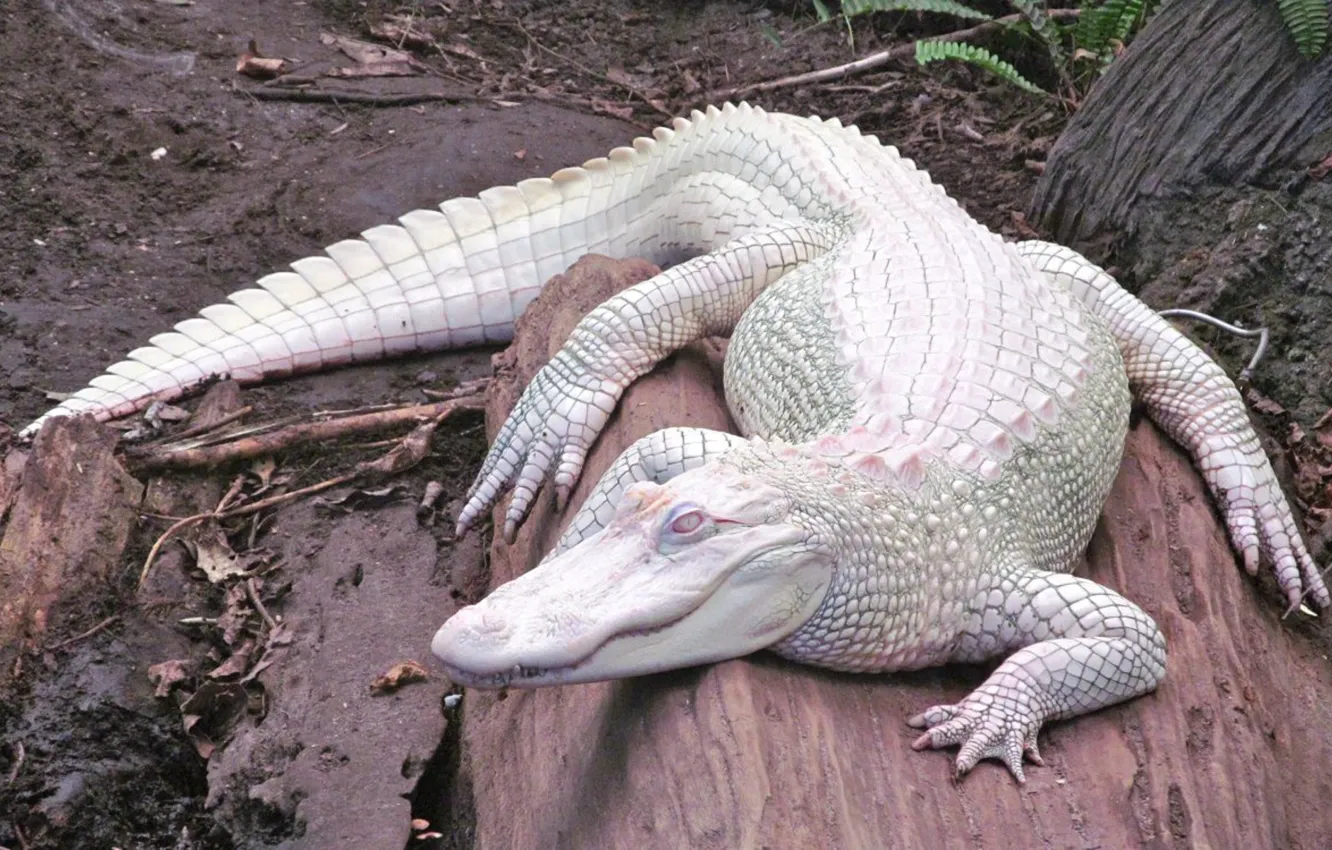 Photo wallpaper white, animal, Alligator, Albino, Mississippi