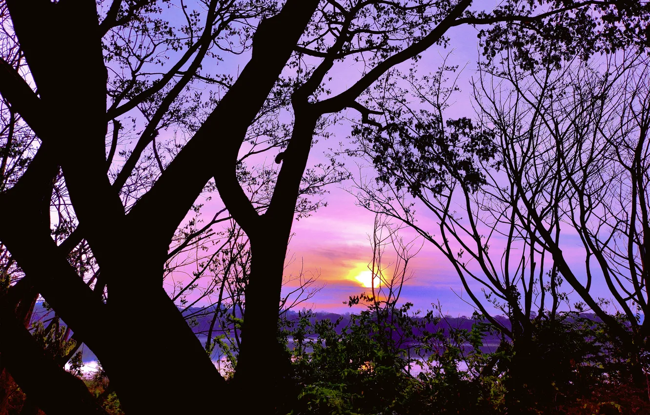 Photo wallpaper trees, water, lake, morning, sun, sunrise, dawn, woods