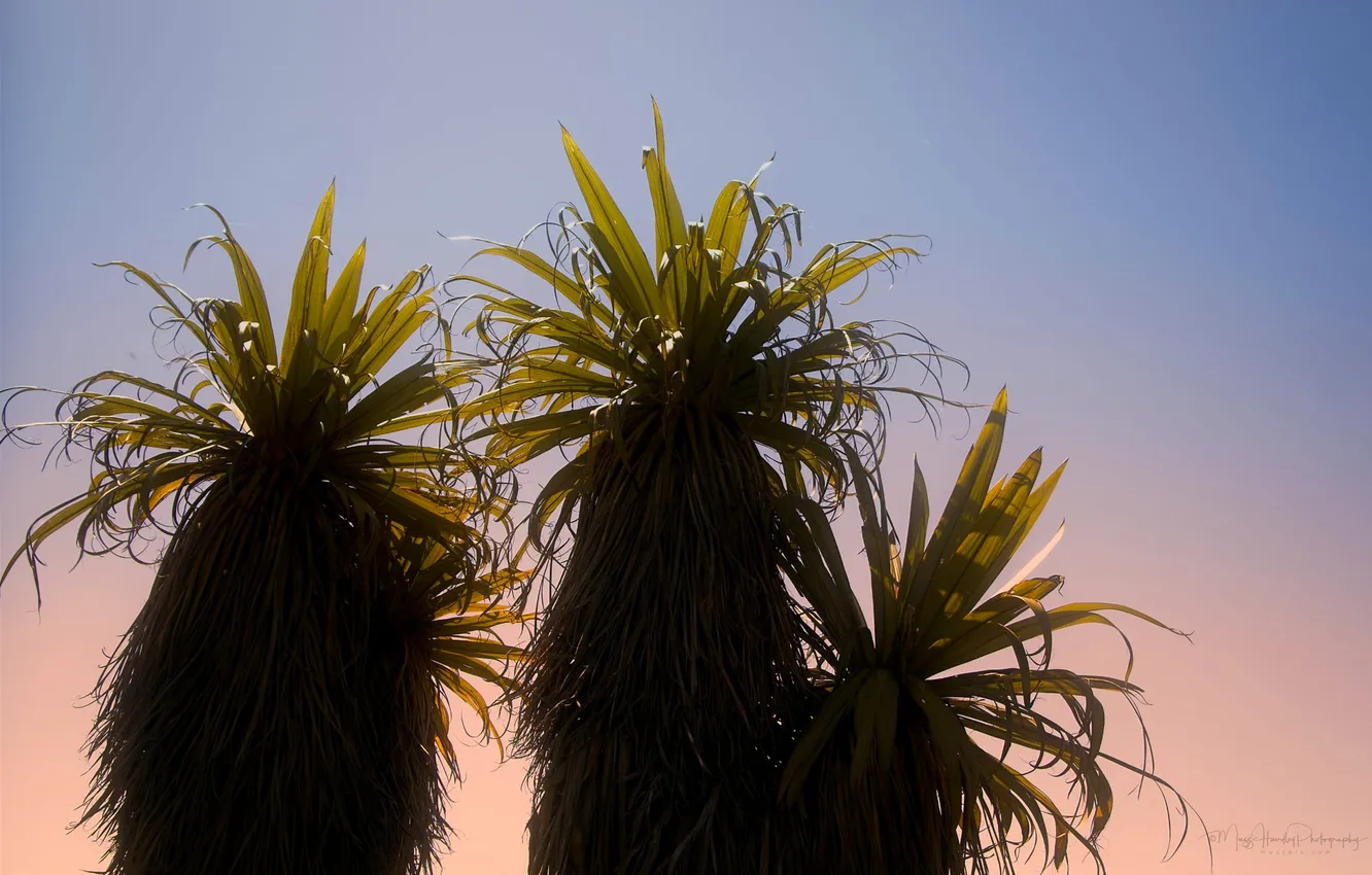 Photo wallpaper the sky, palm trees, trio, shaggy