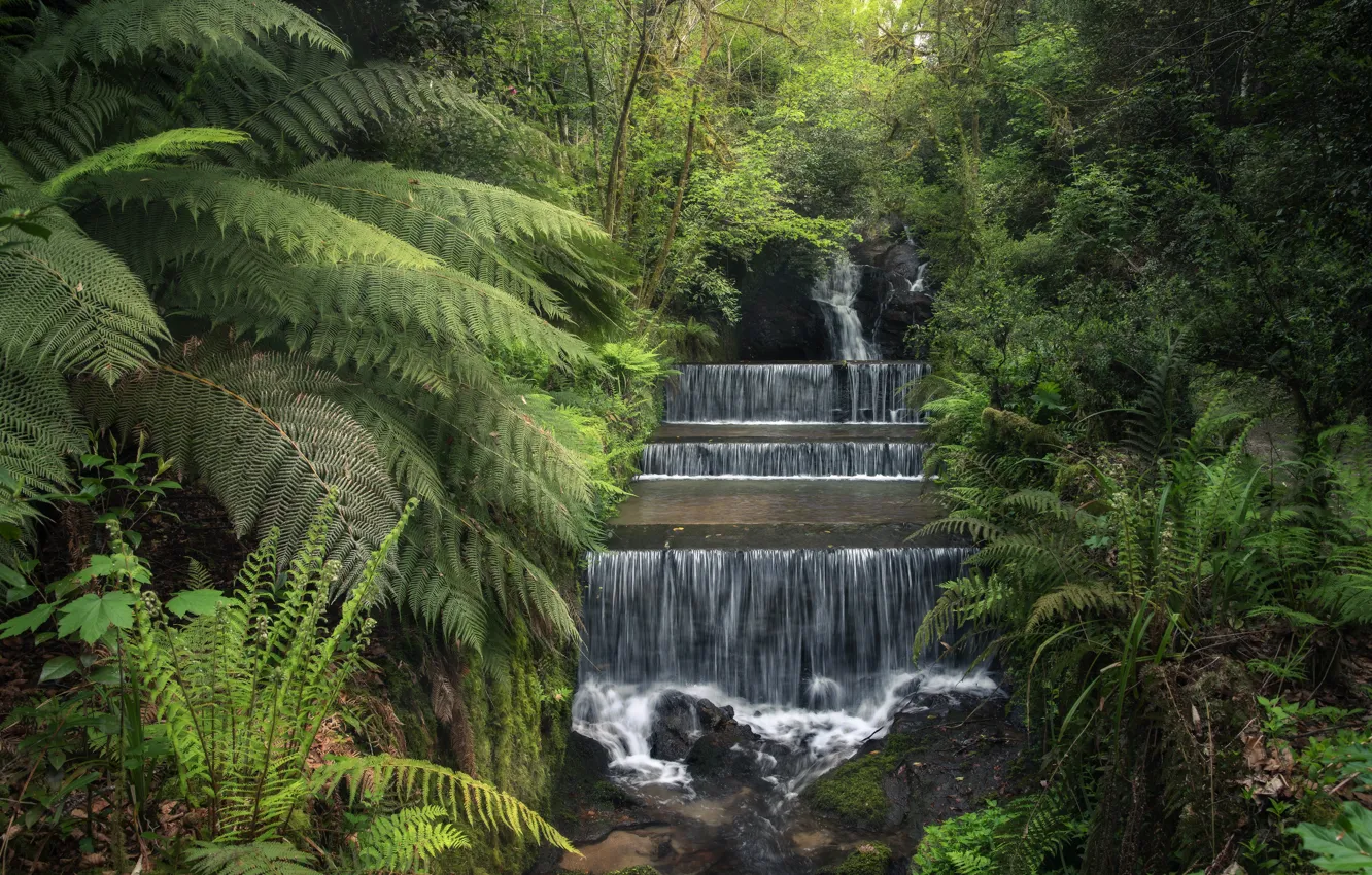 Photo wallpaper rocks, thickets, waterfall, fern