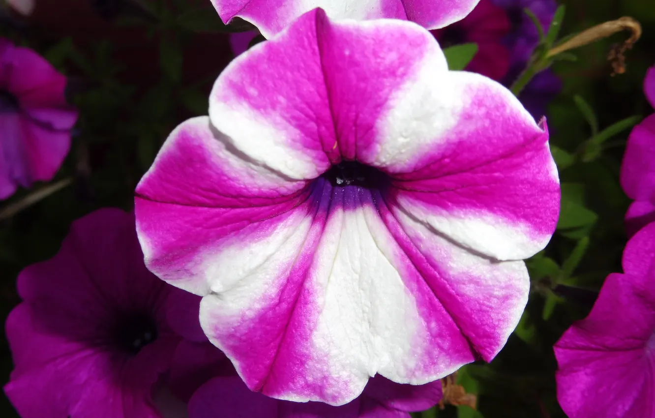 Photo wallpaper flowers, striped, Petunia