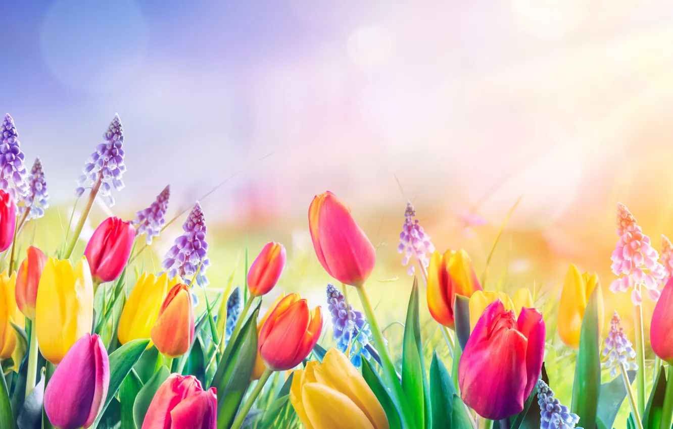 Photo wallpaper field, flowers, spring, colorful, tulips, sunshine, flowering, blossom