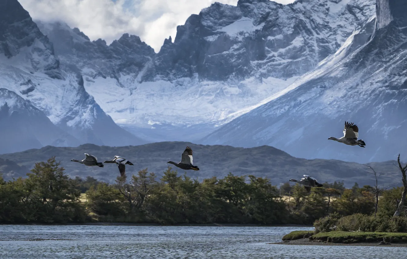 Photo wallpaper flight, mountains, bird, pond