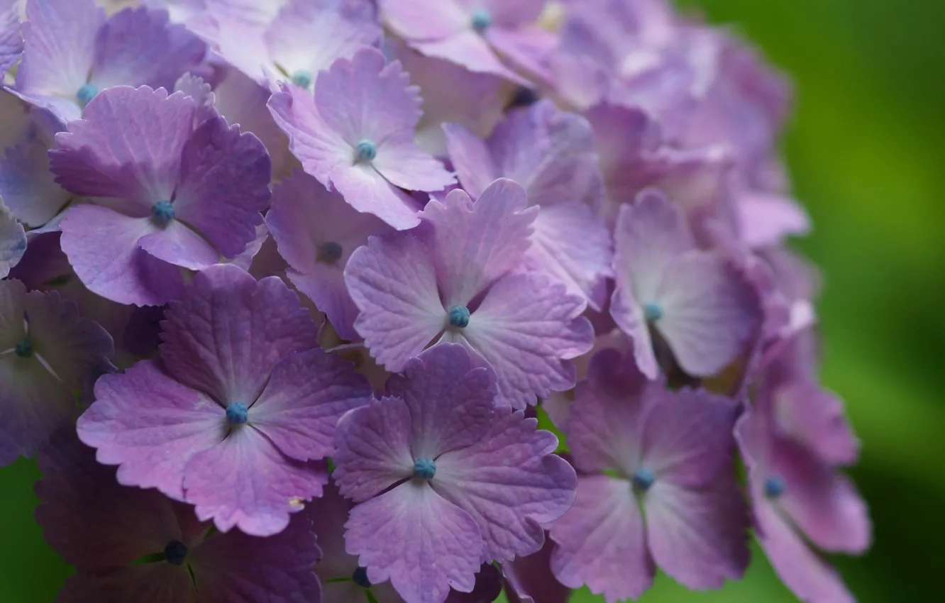 Photo wallpaper lilac, hydrangea, inflorescence