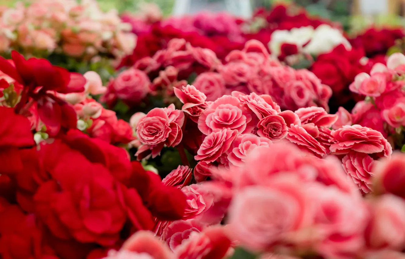 Photo wallpaper flowers, red, bouquet, pink, a lot, bokeh, begonia