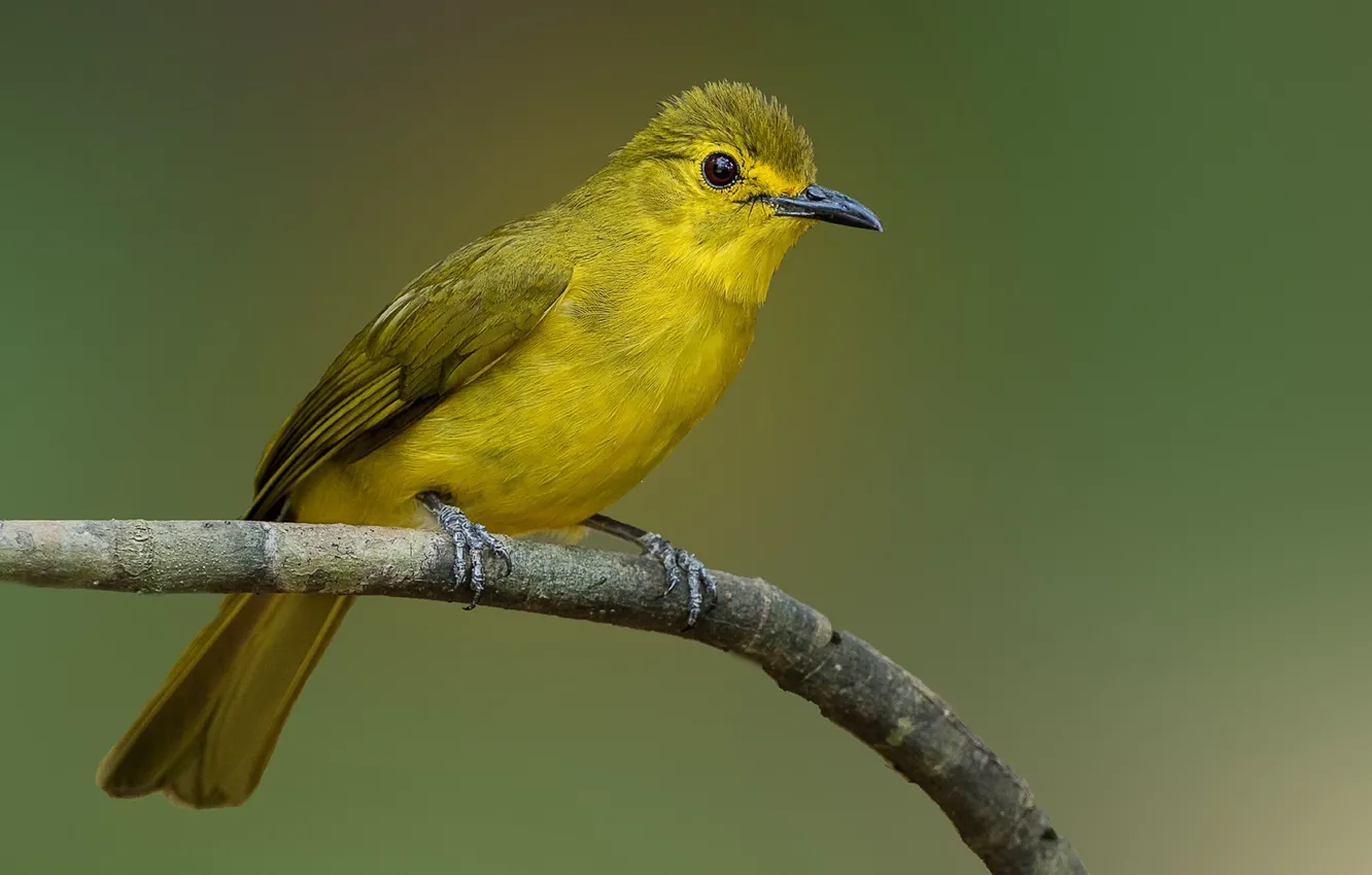 Photo wallpaper birds, branch, yellow browed Bulbul
