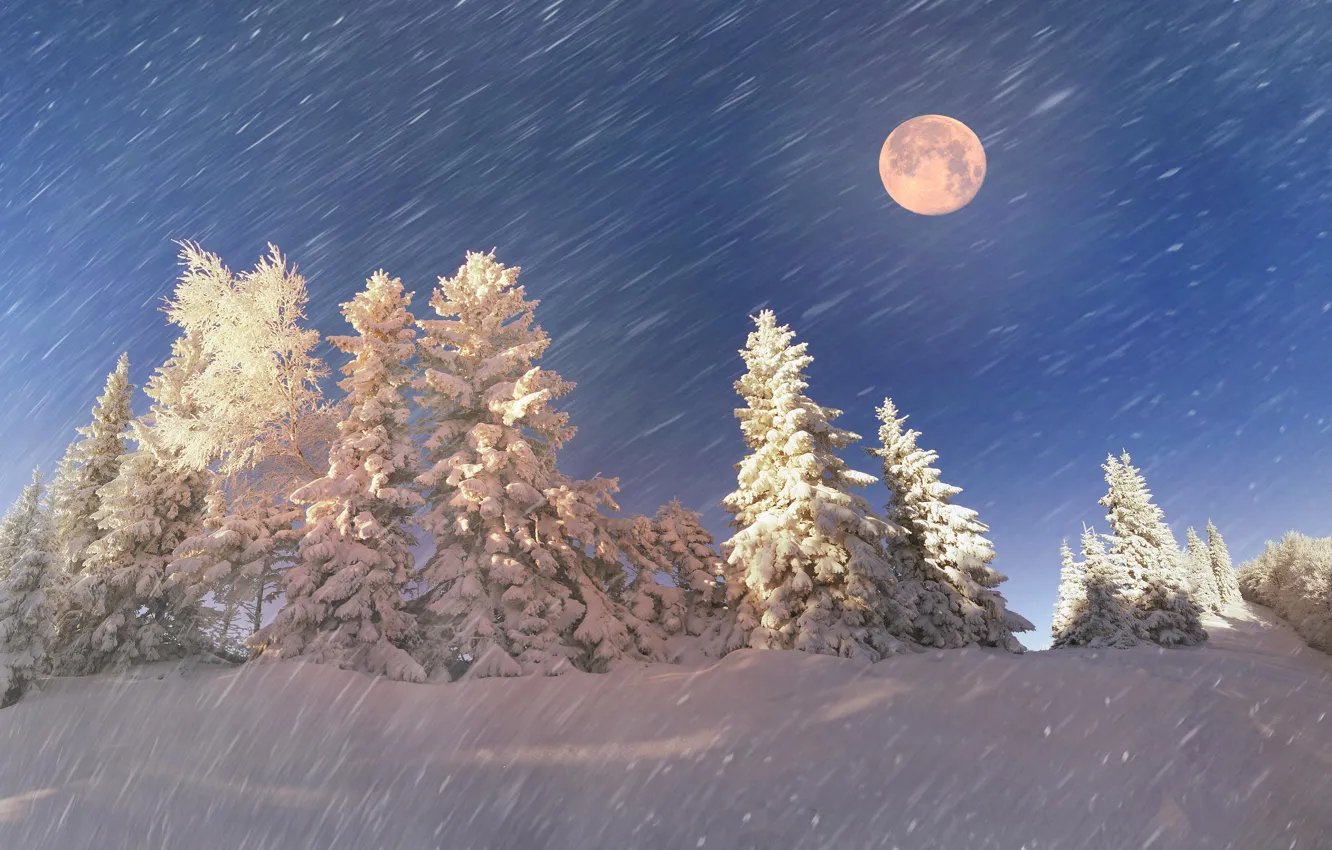 Photo wallpaper herringbone, the snow, snowfall, winter, twilight, night, forest, nature