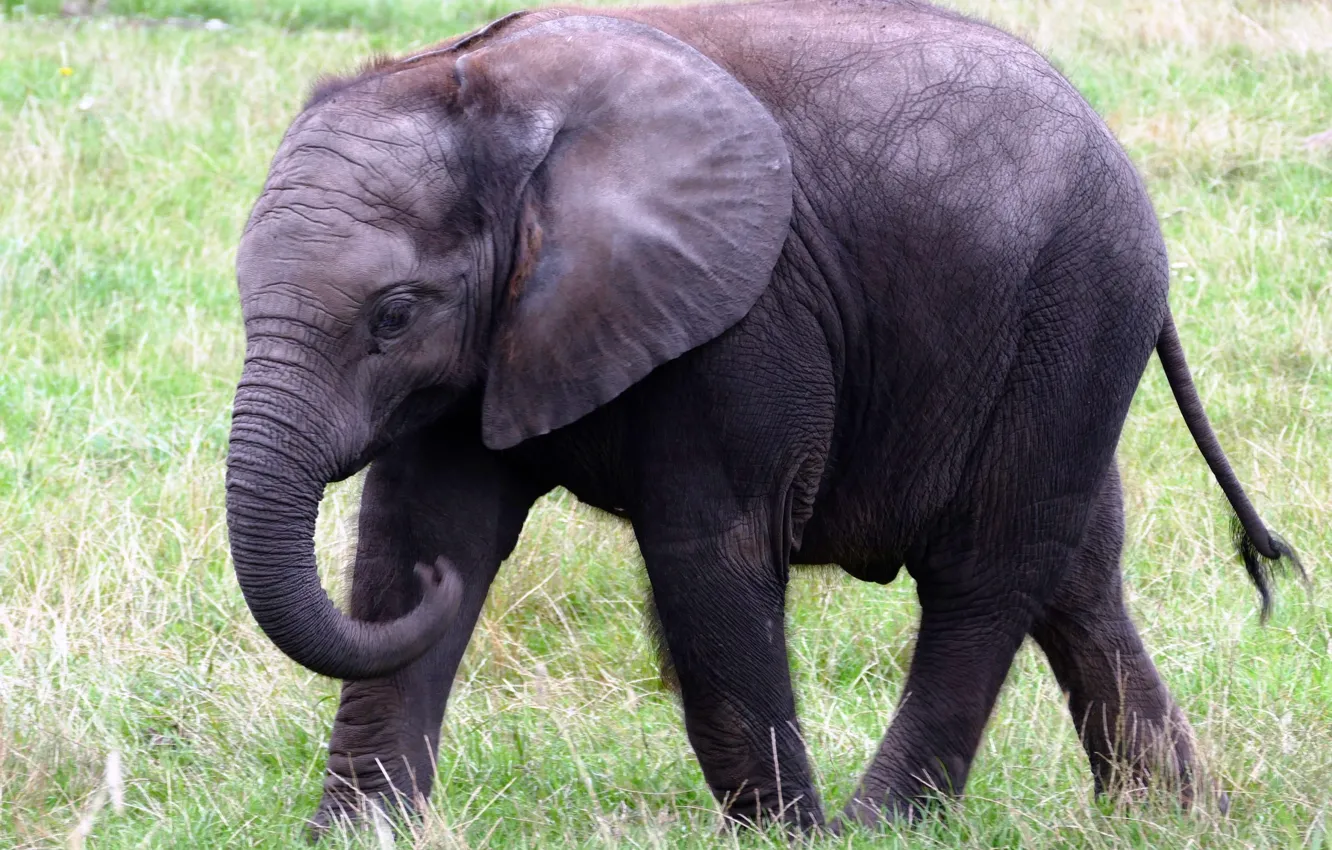 Photo wallpaper grass, nature, big, animal, large, elephant, trunk, wildlife