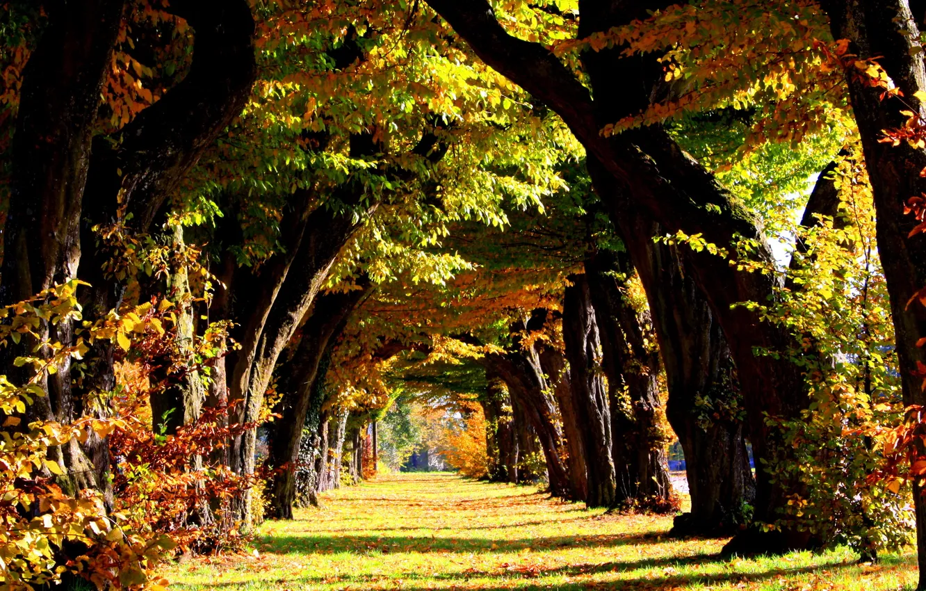 Photo wallpaper leaves, trees, Park