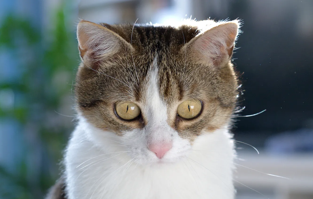 Photo wallpaper eyes, look, Koshak, Tomcat