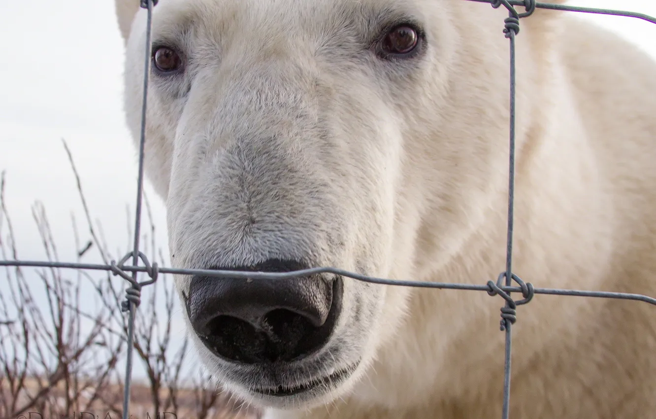Photo wallpaper white, face, bear