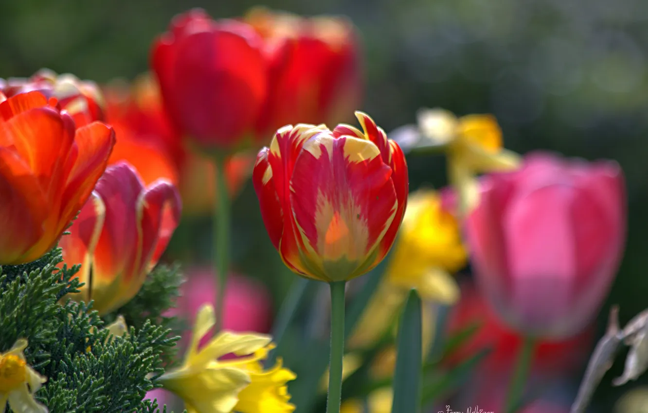 Photo wallpaper bright, tulips, a lot, different