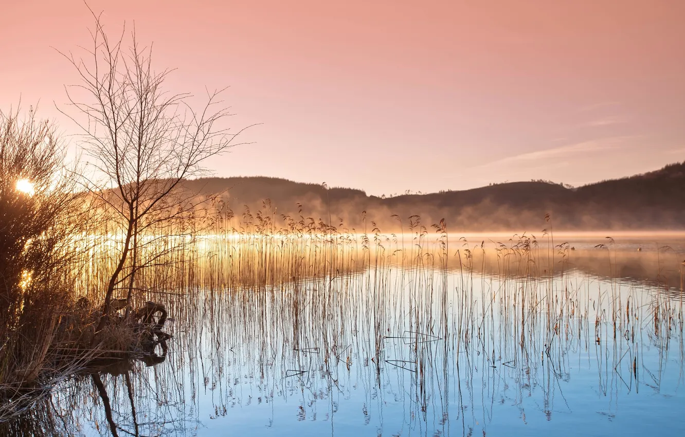 Photo wallpaper lake, morning, reed