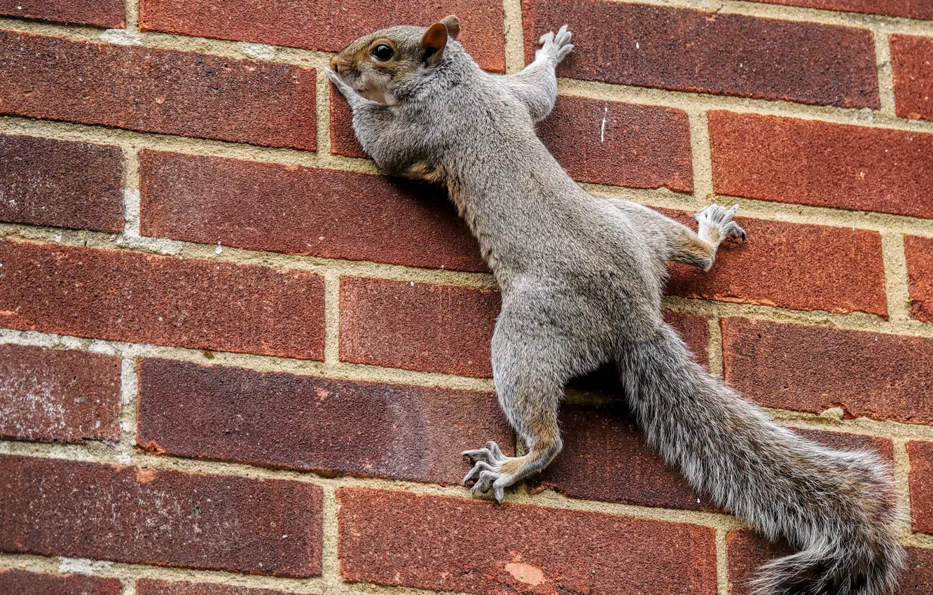 Photo wallpaper wall, brick, protein, tail, on the wall