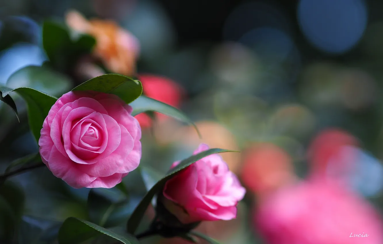 Photo wallpaper pink, the bushes, Camellia