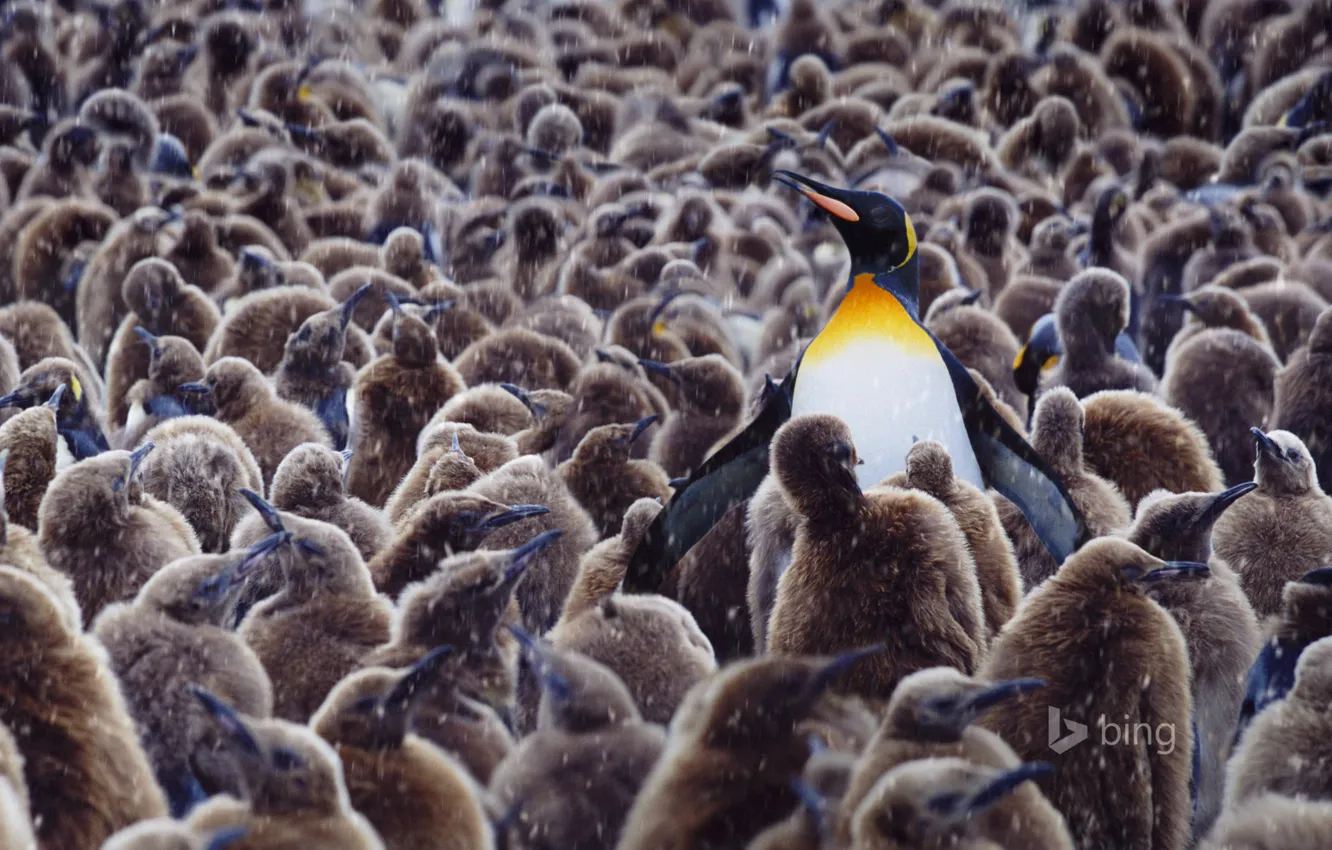 Photo wallpaper bird, Chicks, kindergarten, Royal penguins