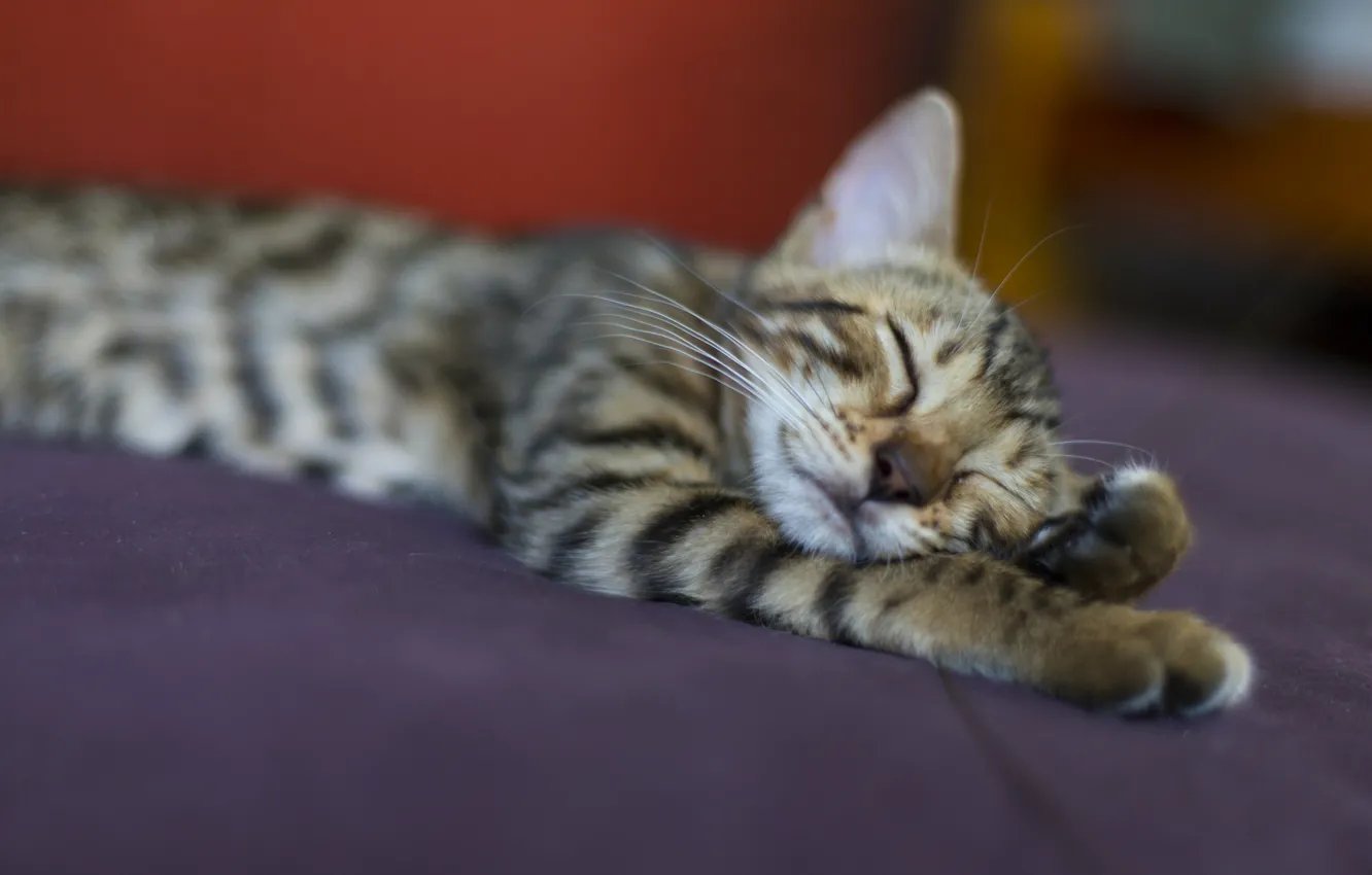 Photo wallpaper cat, cat, grey, stay, sleep, striped