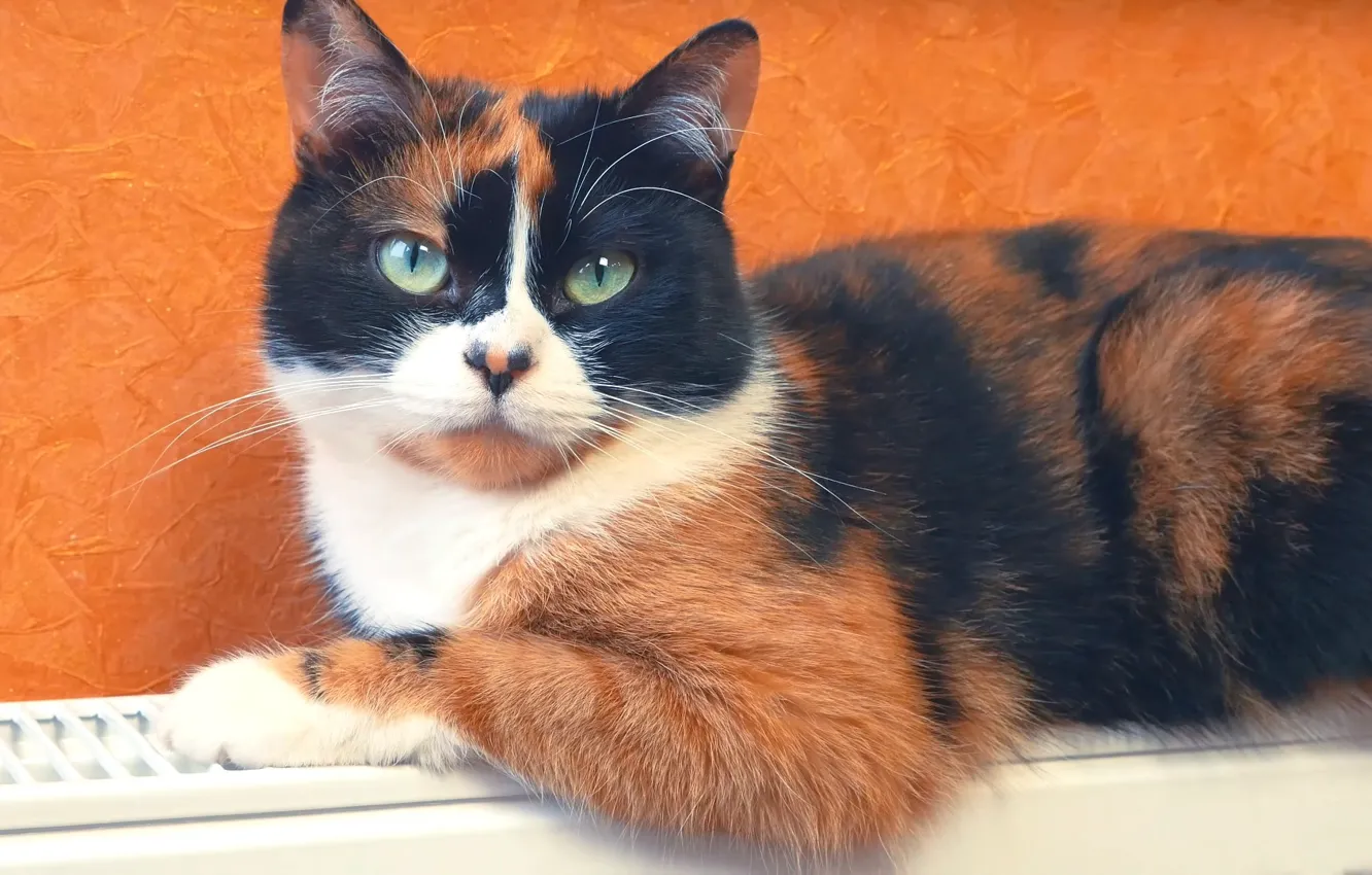 Photo wallpaper cat, wallpaper, cat, SlivkiShow, Cookies