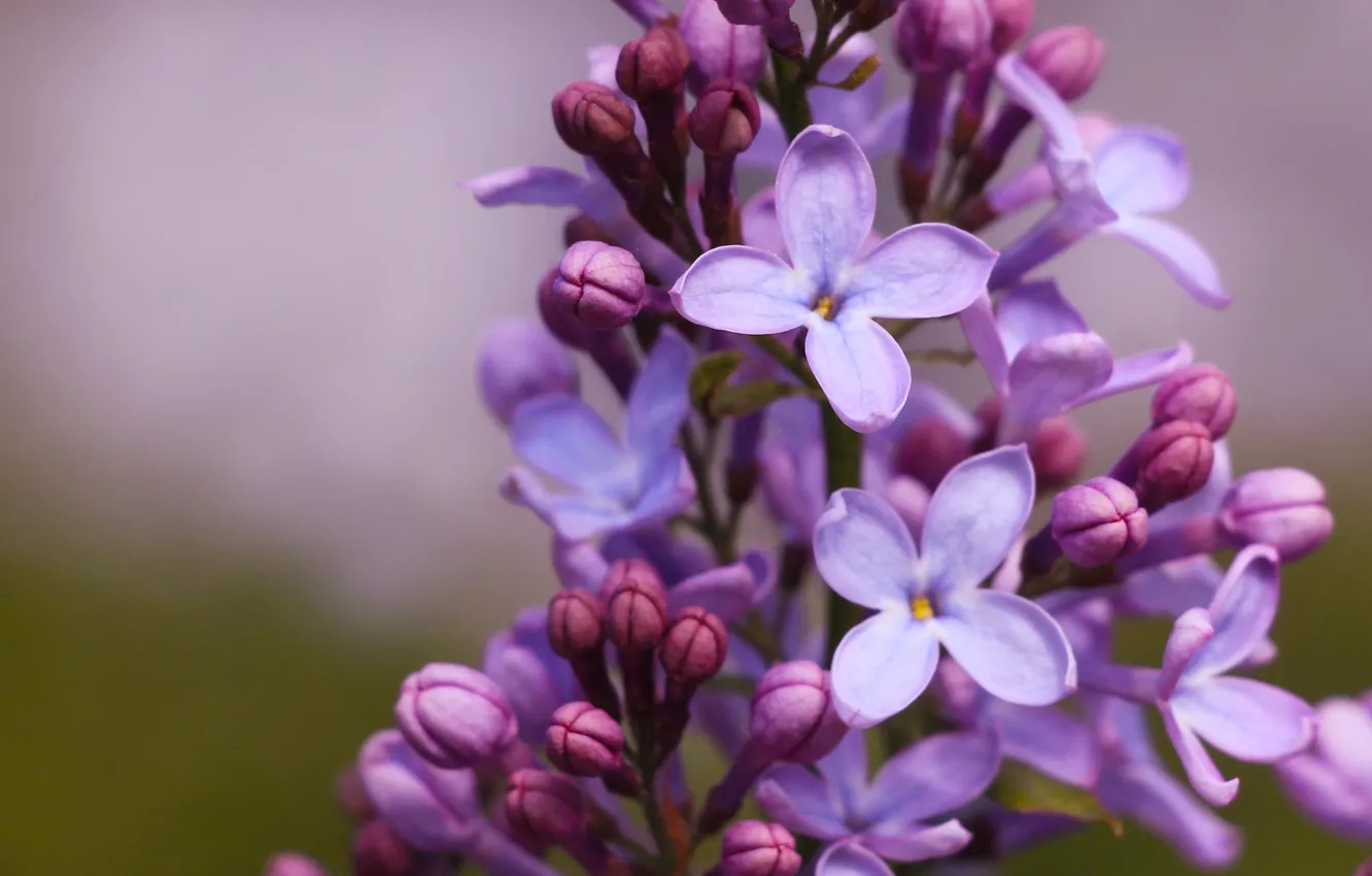 Photo wallpaper flower, spring, lilac, twigs