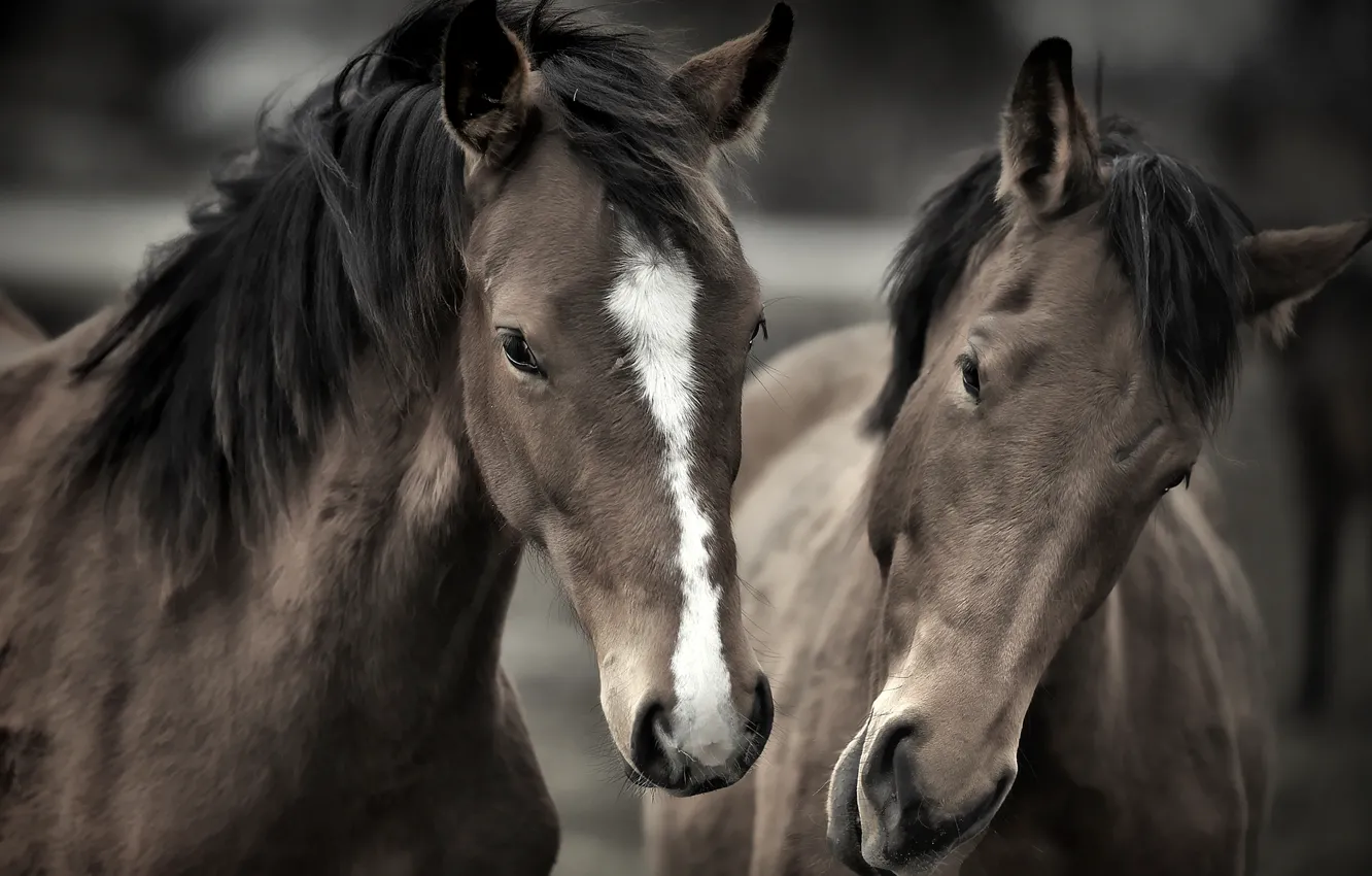 Photo wallpaper face, horse, two