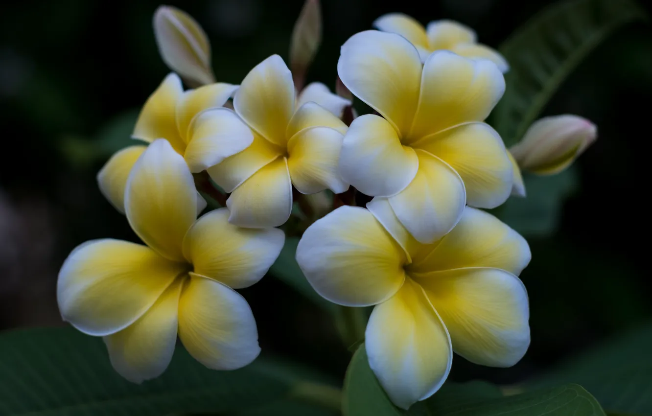 Photo wallpaper white, tropics, plumeria