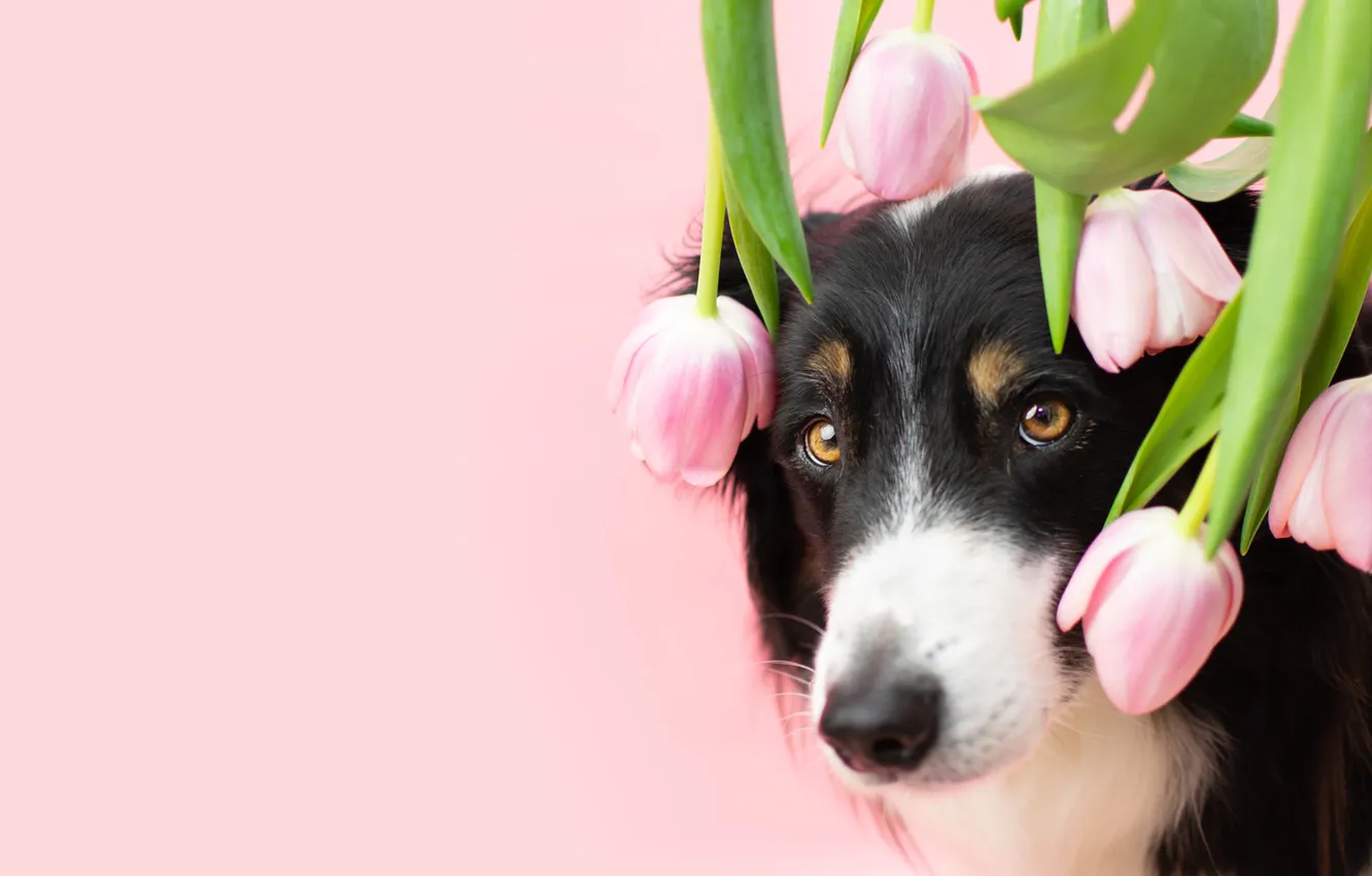 Photo wallpaper look, nature, pose, dog, face