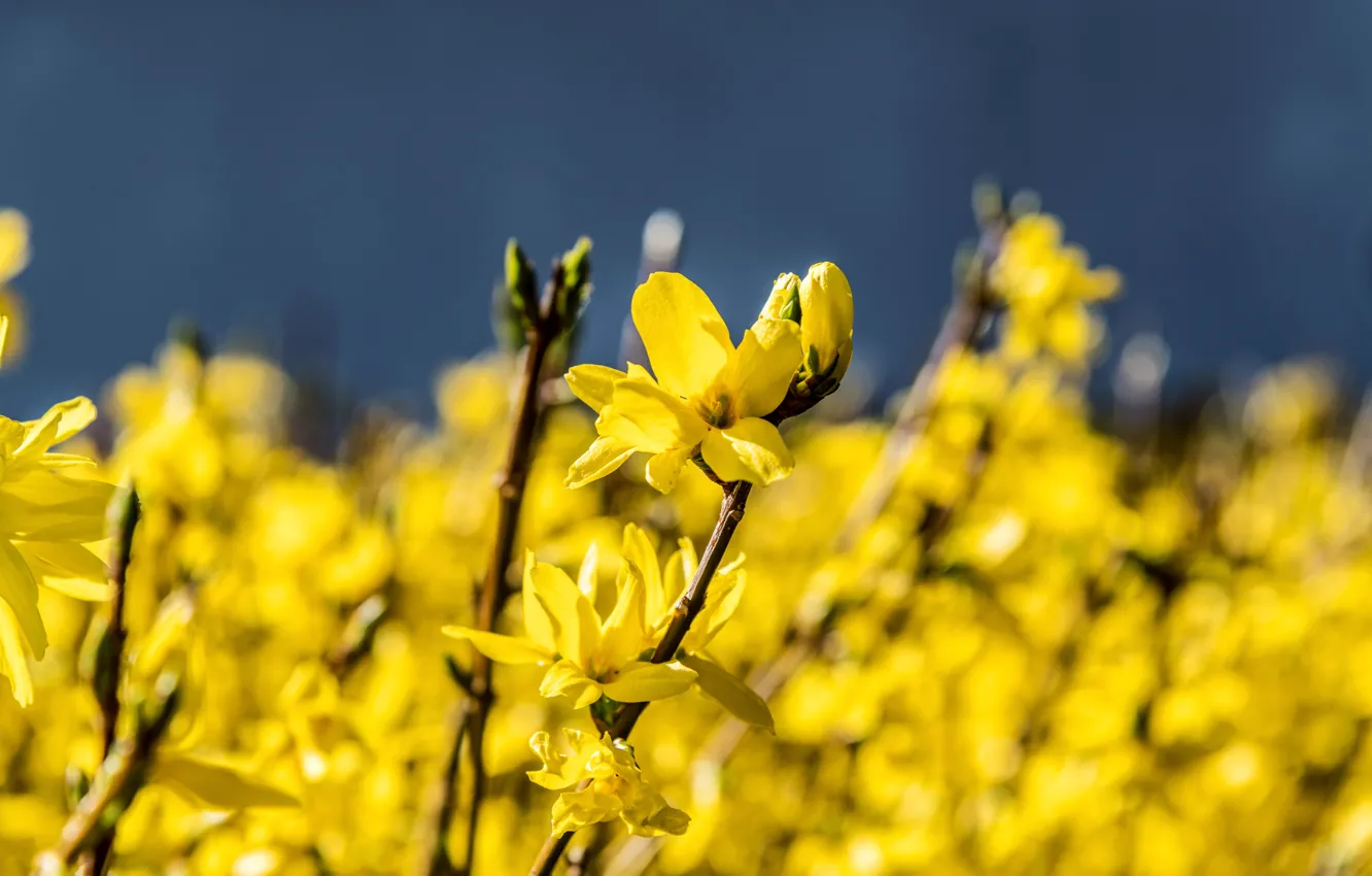 Photo wallpaper macro, light, flowers, branches, yellow, bright, spring, flowering