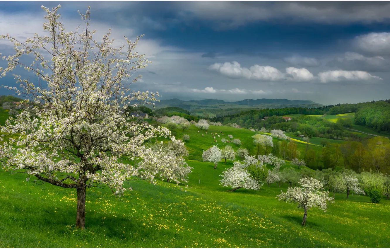 Photo wallpaper trees, spring, Switzerland, slope, flowering