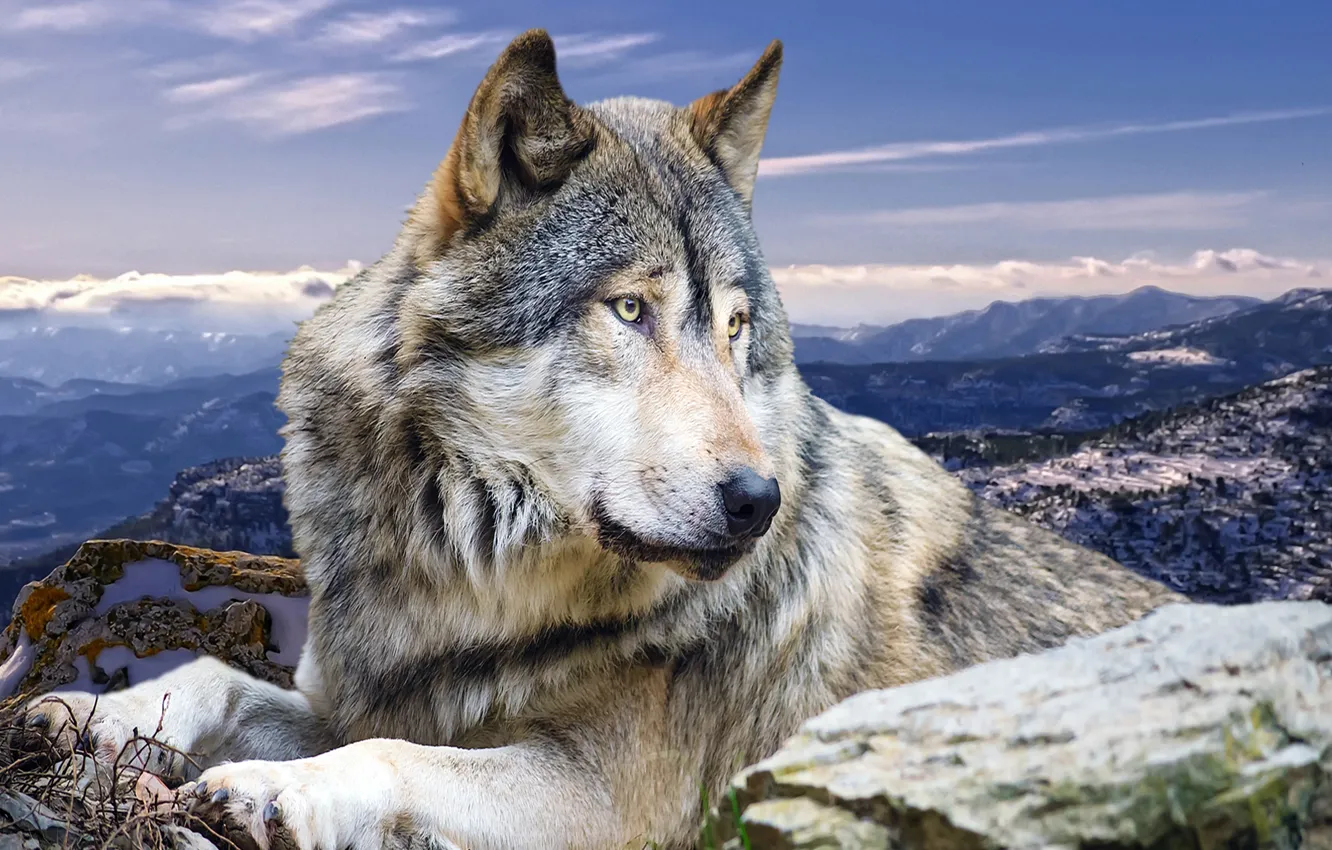Photo wallpaper animals, mountains, nature, wolf, predator