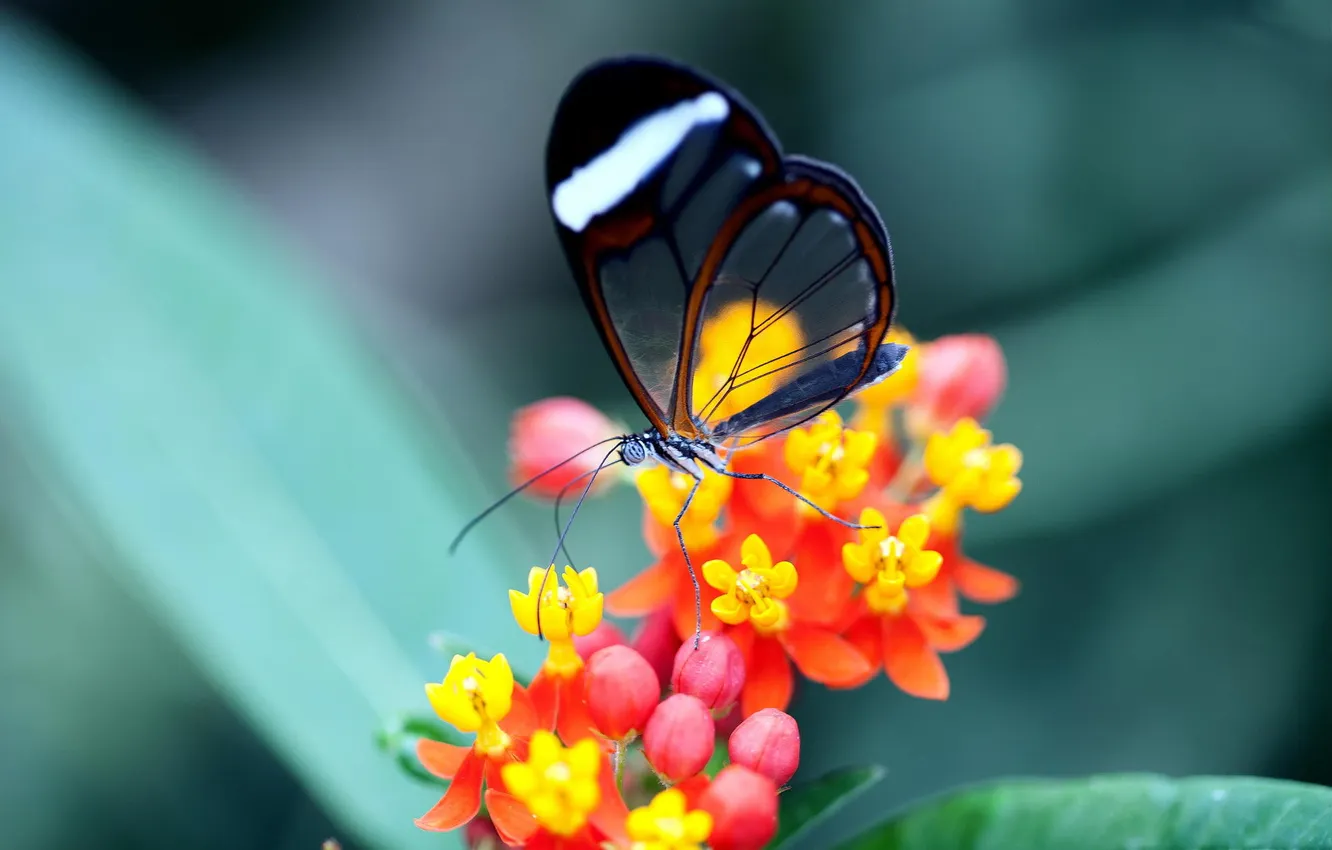 Photo wallpaper transparency, flowers, butterfly