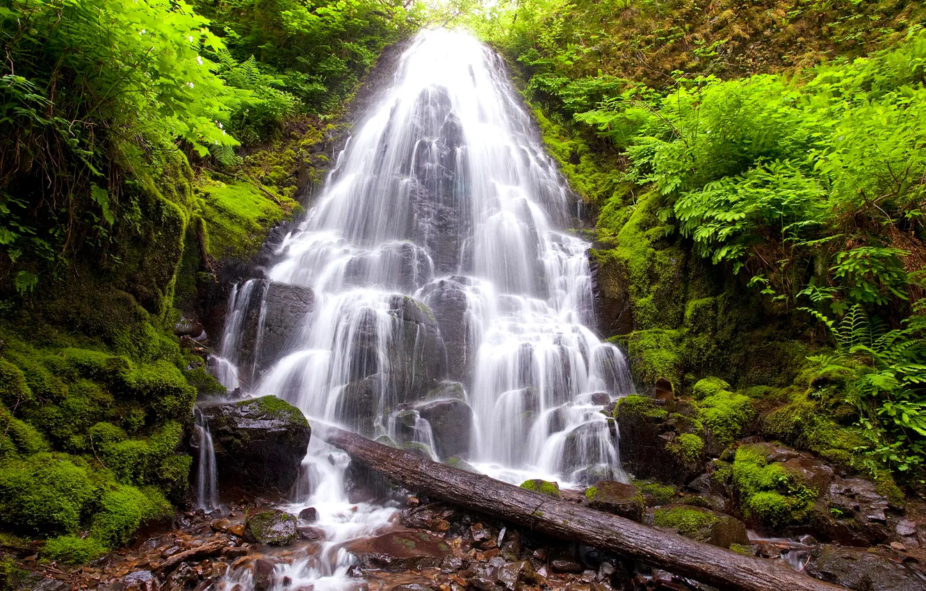Photo wallpaper forest, trees, waterfall, stream