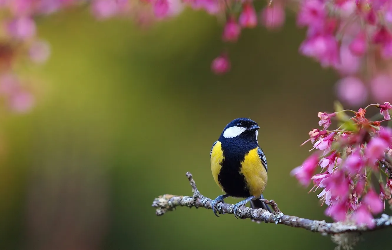 Photo wallpaper bird, bird, titmouse, tit