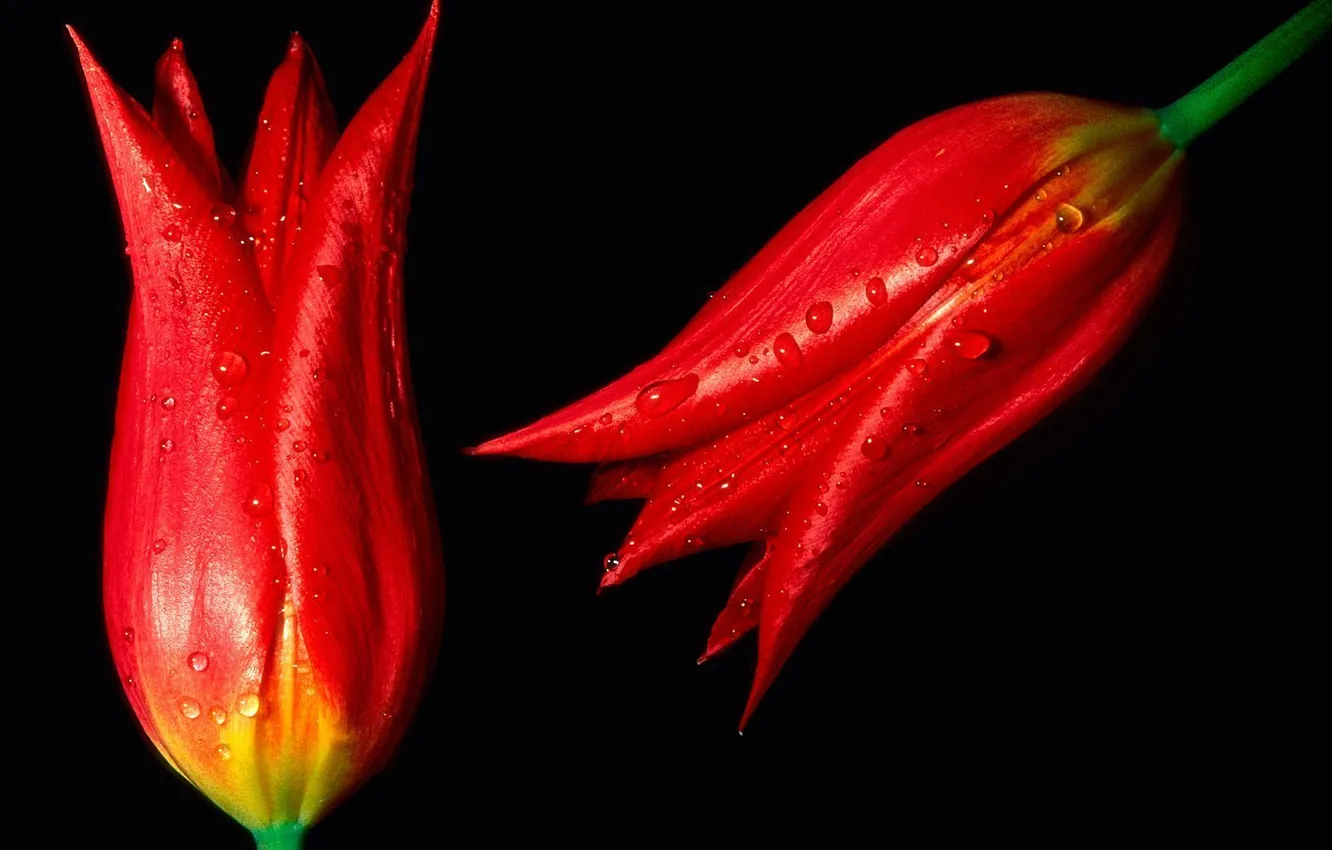 Photo wallpaper drops, flowers, buds, Red Hot Tulips