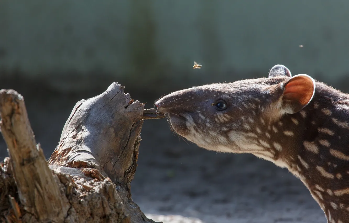 Photo wallpaper nature, background, Tapir