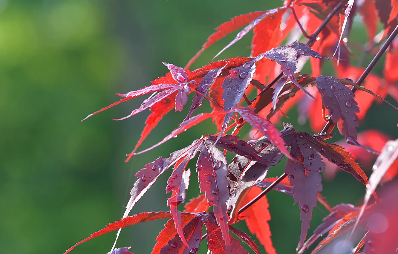 Photo wallpaper autumn, leaves, water, drops, branches, Rosa