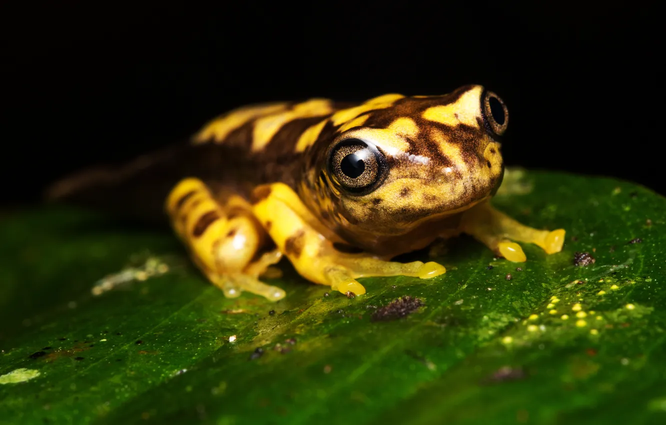 Photo wallpaper eyes, look, macro, leaf, frog, black background, yellow, spotted