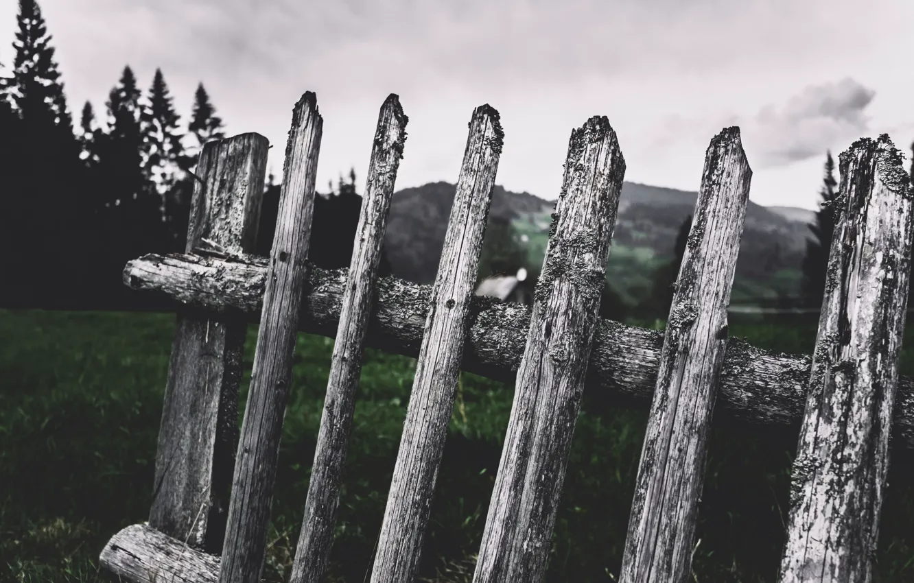 Photo wallpaper fence, the fence, Cornelia Pavlyshyn