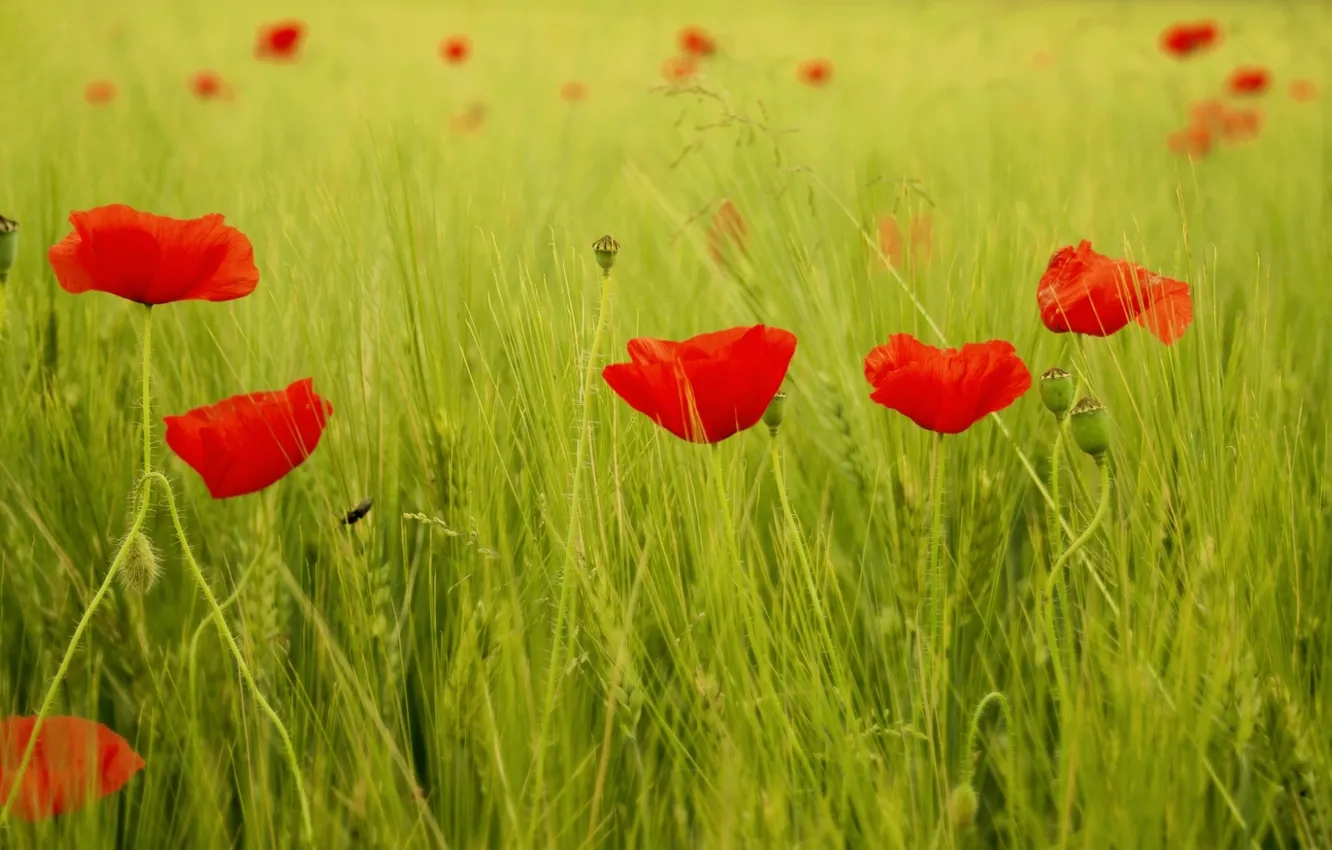 Photo wallpaper greens, field, grass, leaves, flowers, red, background, widescreen