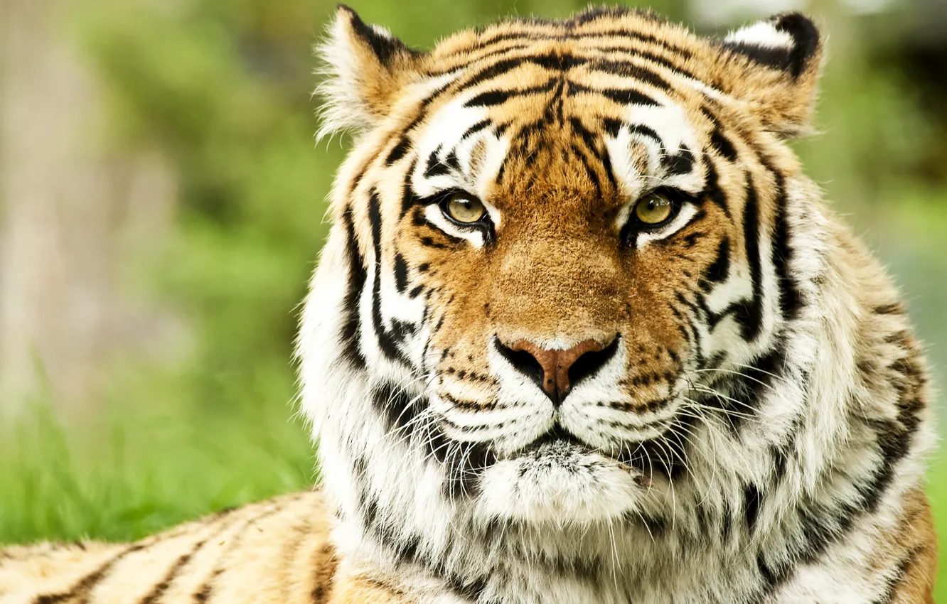 Photo wallpaper face, predators, wild cats, muzzle, Siberian tigers