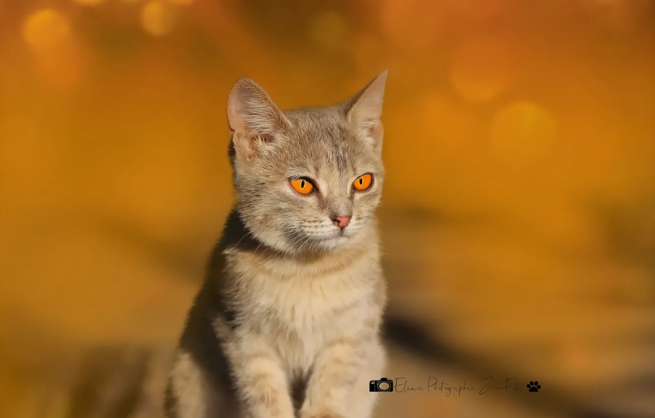 Photo wallpaper cat, background, kitty