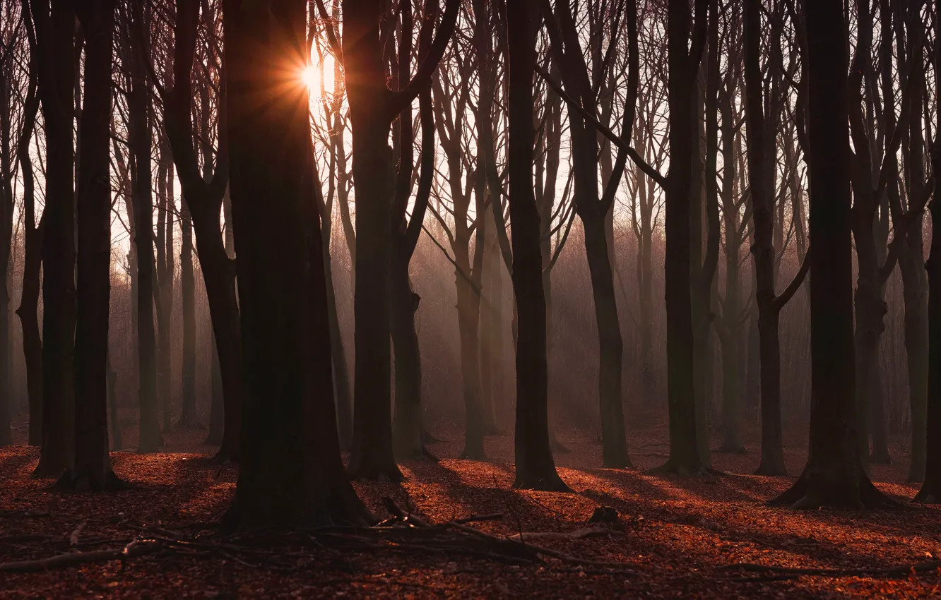 Photo wallpaper autumn, forest, the sun, rays, light, trees, branches, fog