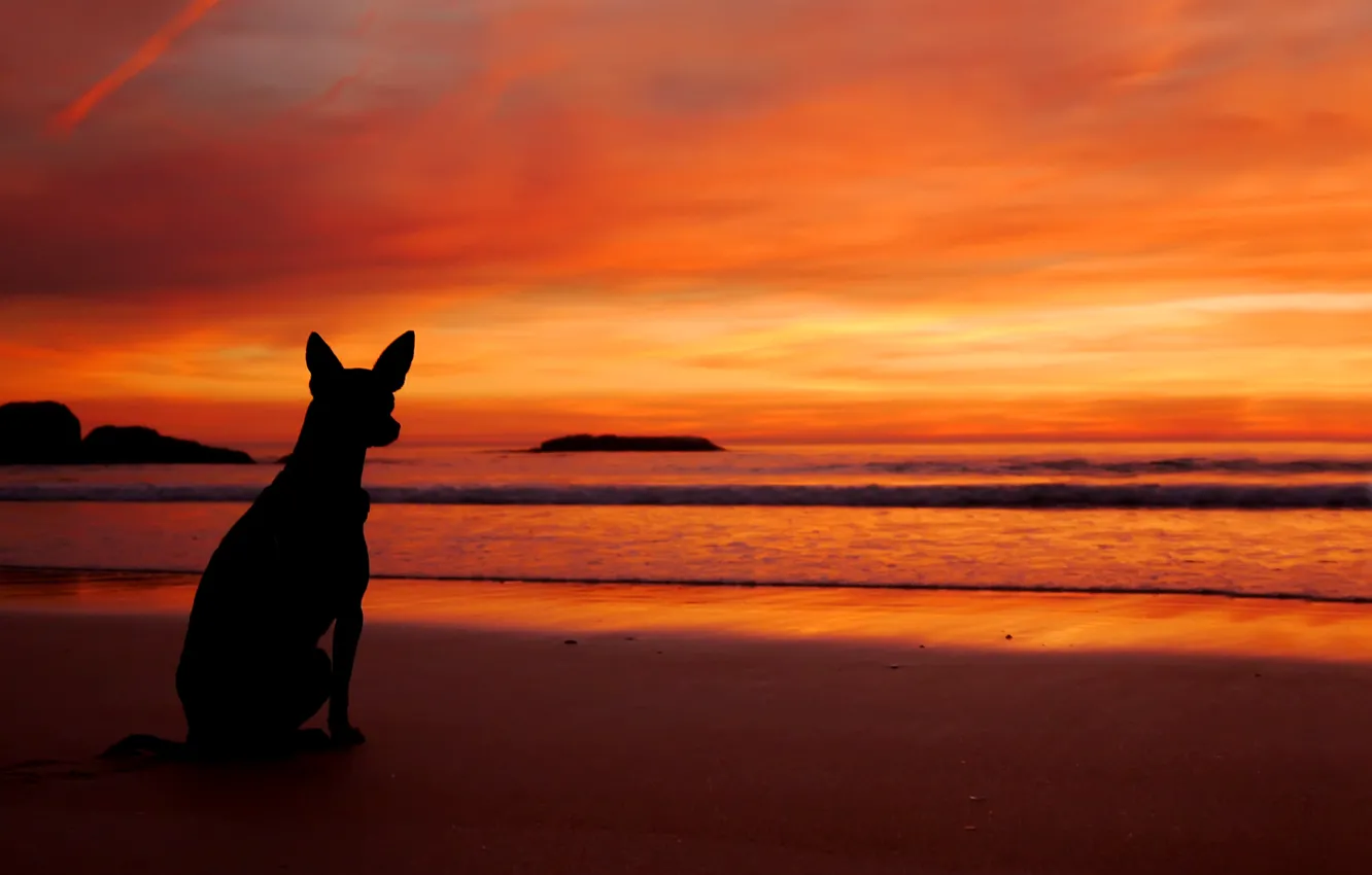Photo wallpaper sea, beach, sunset, dog, silhouette