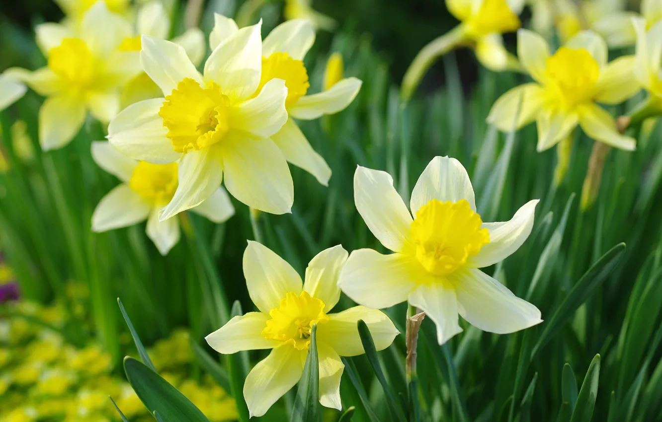 Photo wallpaper yellow, spring, daffodils