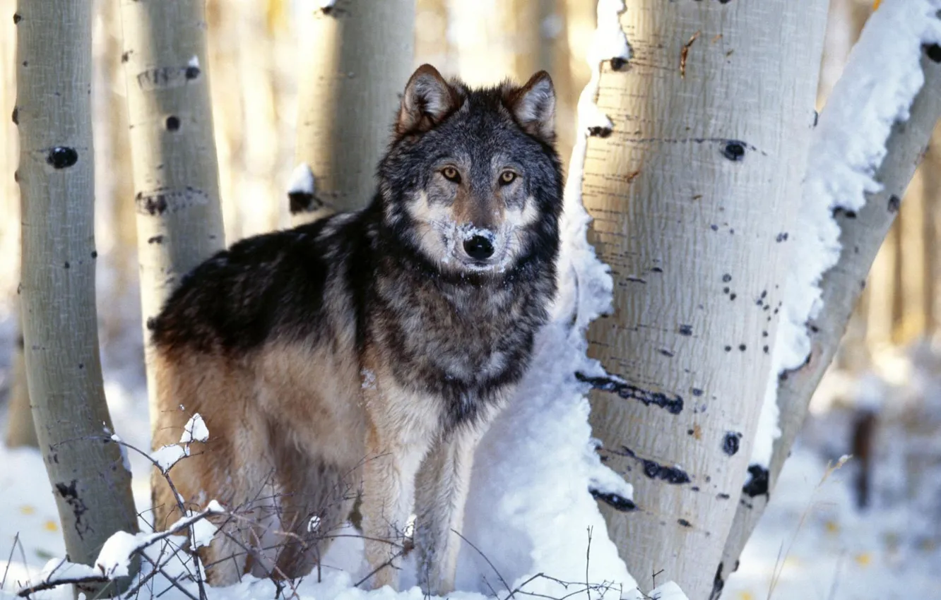 Photo wallpaper Predator, nature, animal, wolf, canis lupus, wildlife, portrait.art