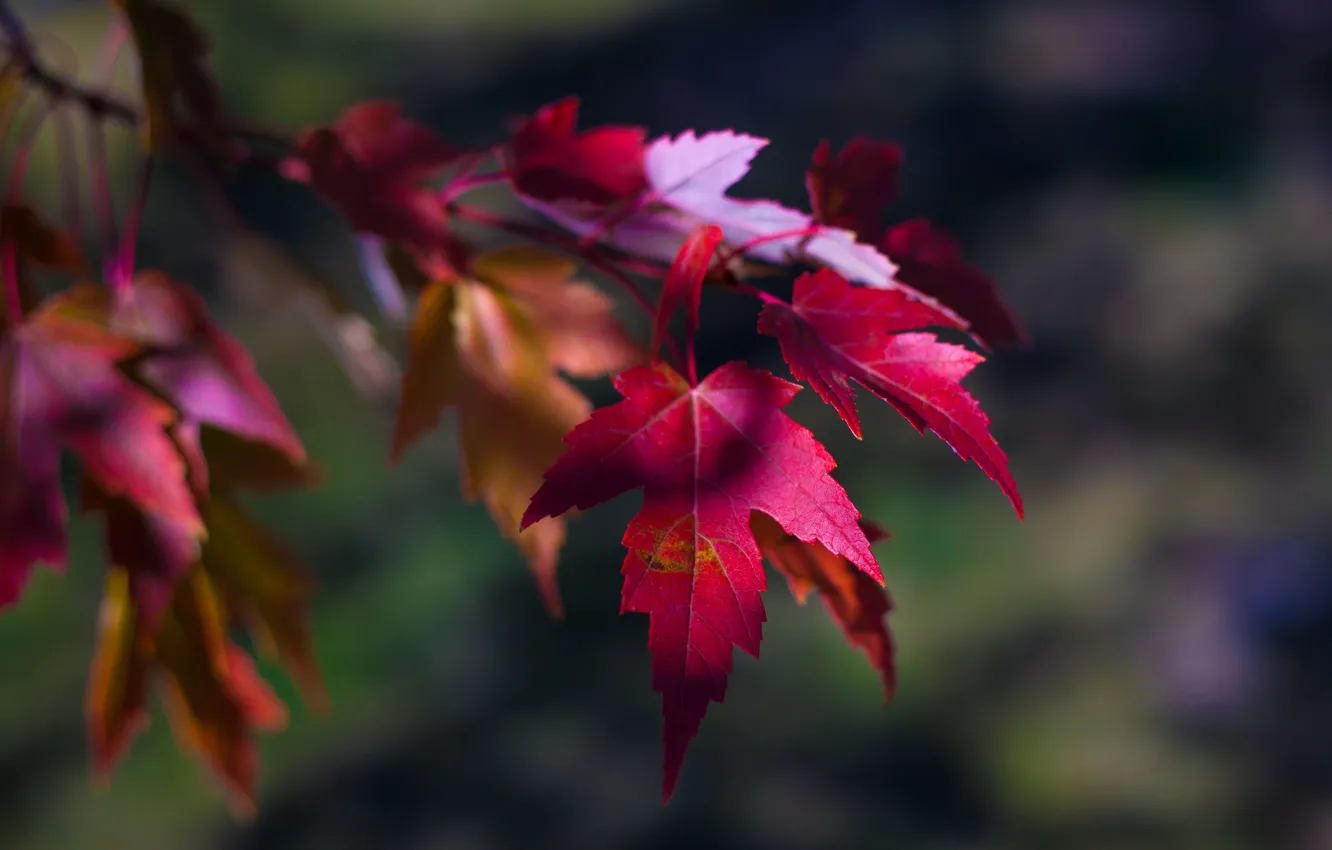 Photo wallpaper blur, autumn leaves, maple branch