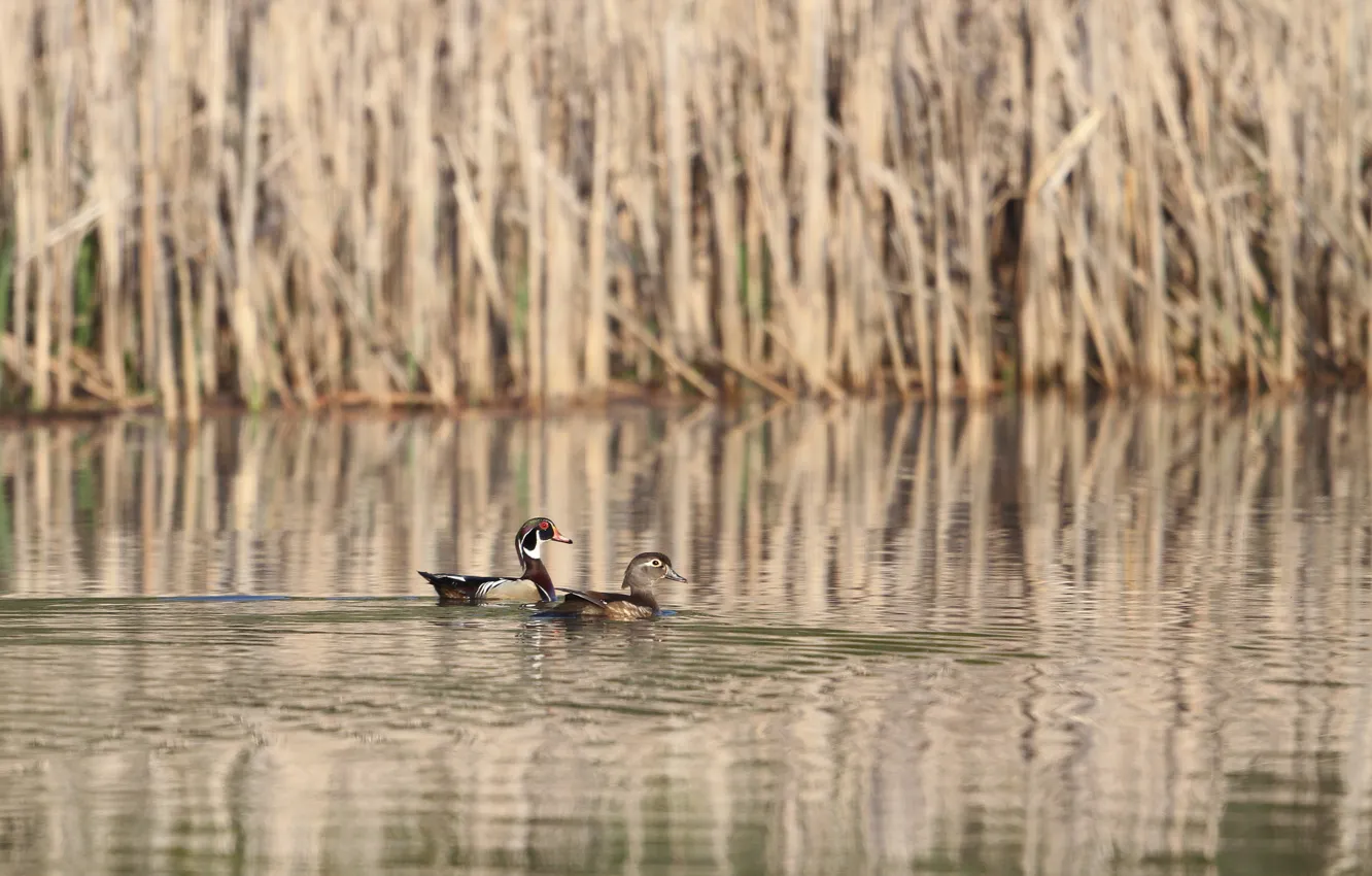 Photo wallpaper lake, duck, reed