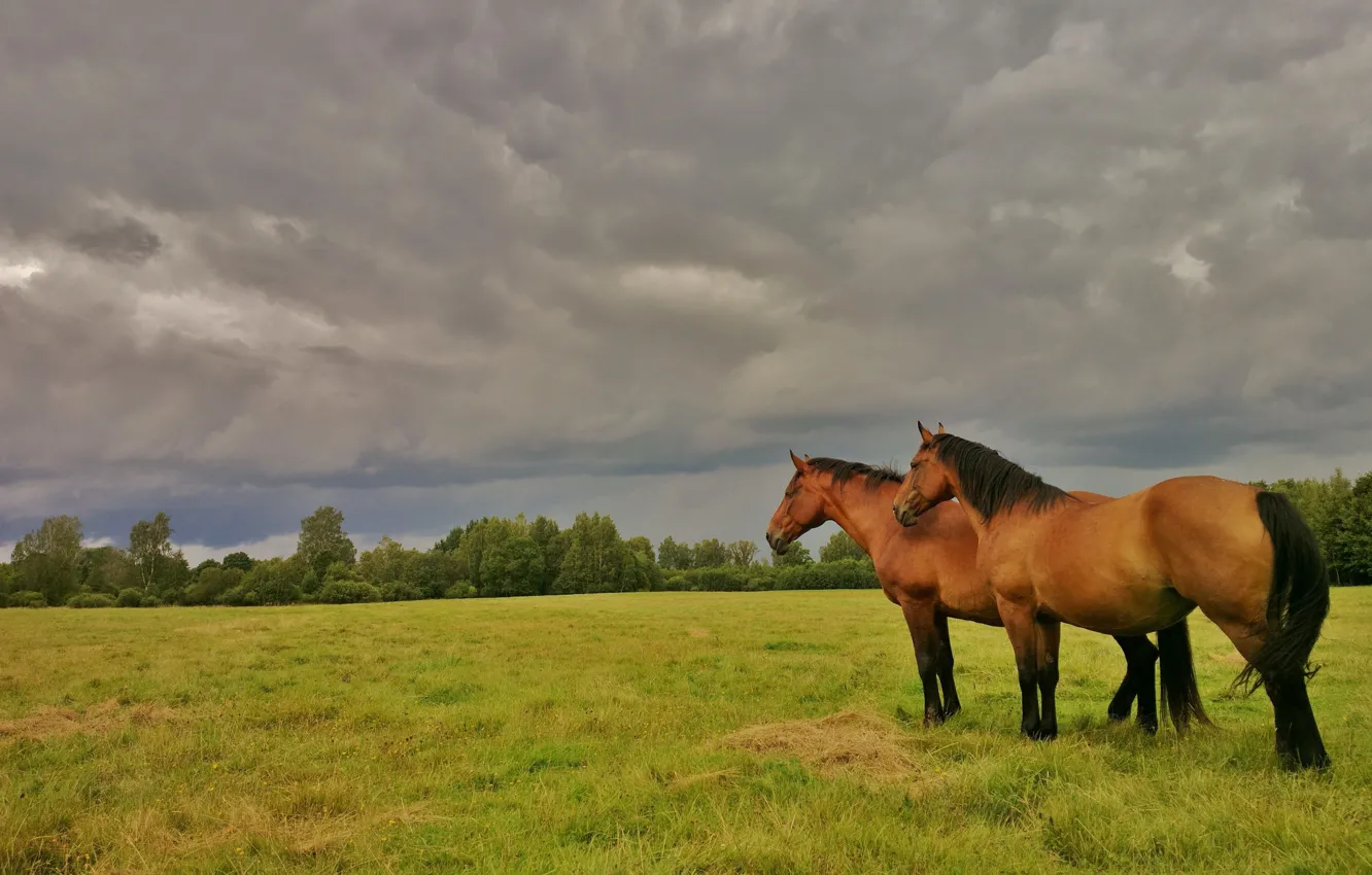 Photo wallpaper horse, grass, the sky, summer, meadow, pair, brown, straw